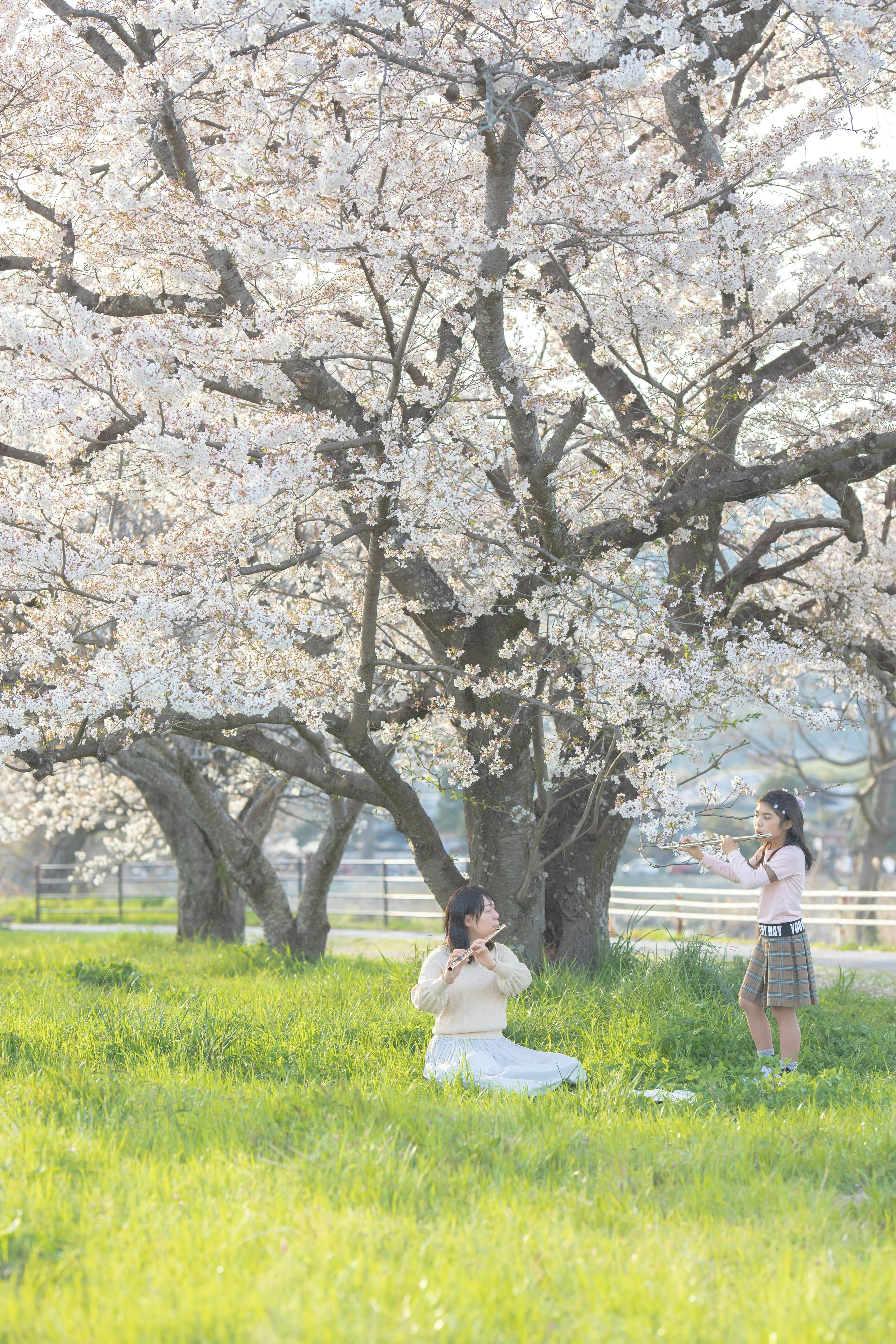 桜の木の下で花びらを見上げる親子の春の風景