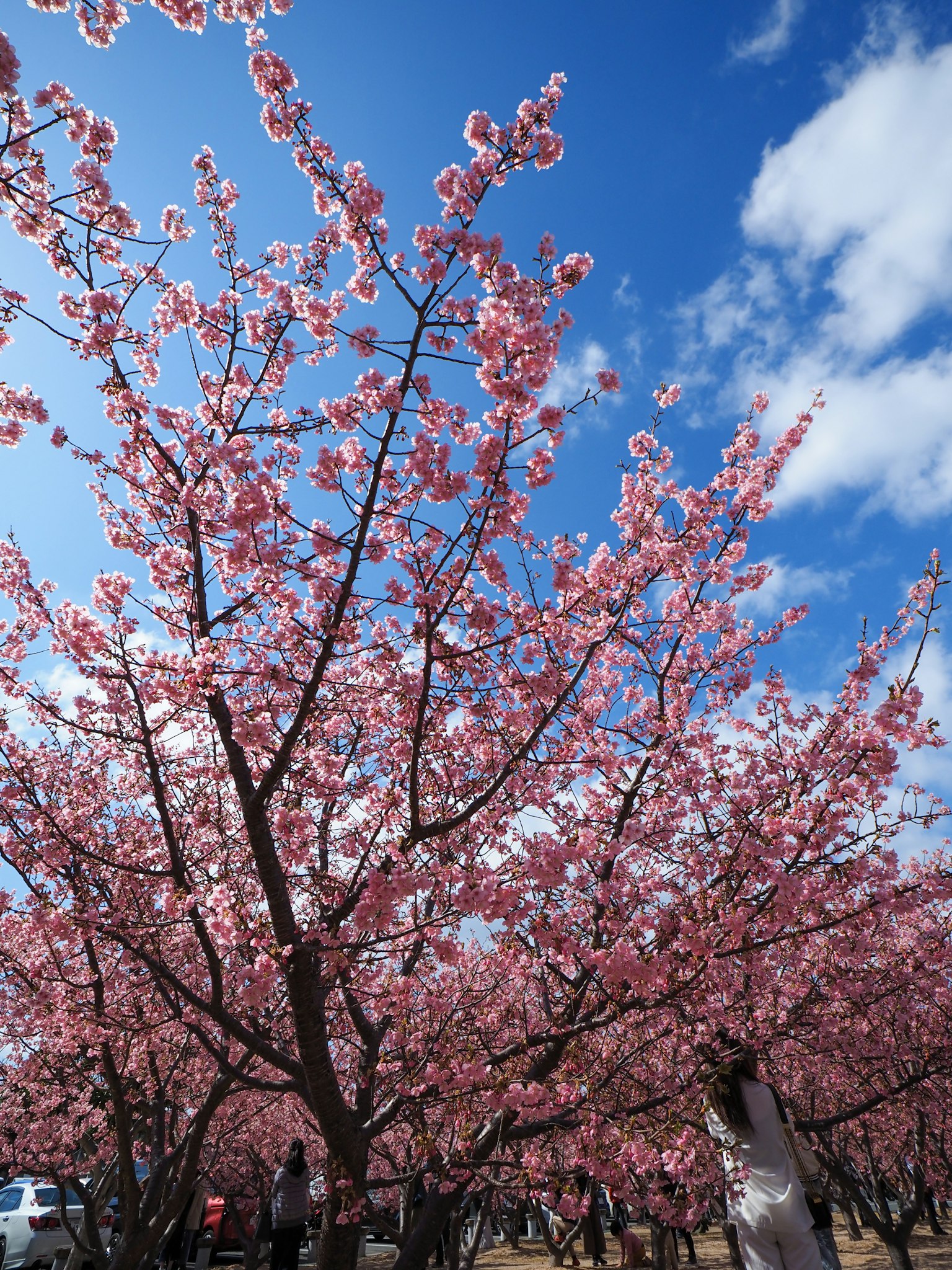 Árbol de cerezo en plena floración bajo un cielo azul