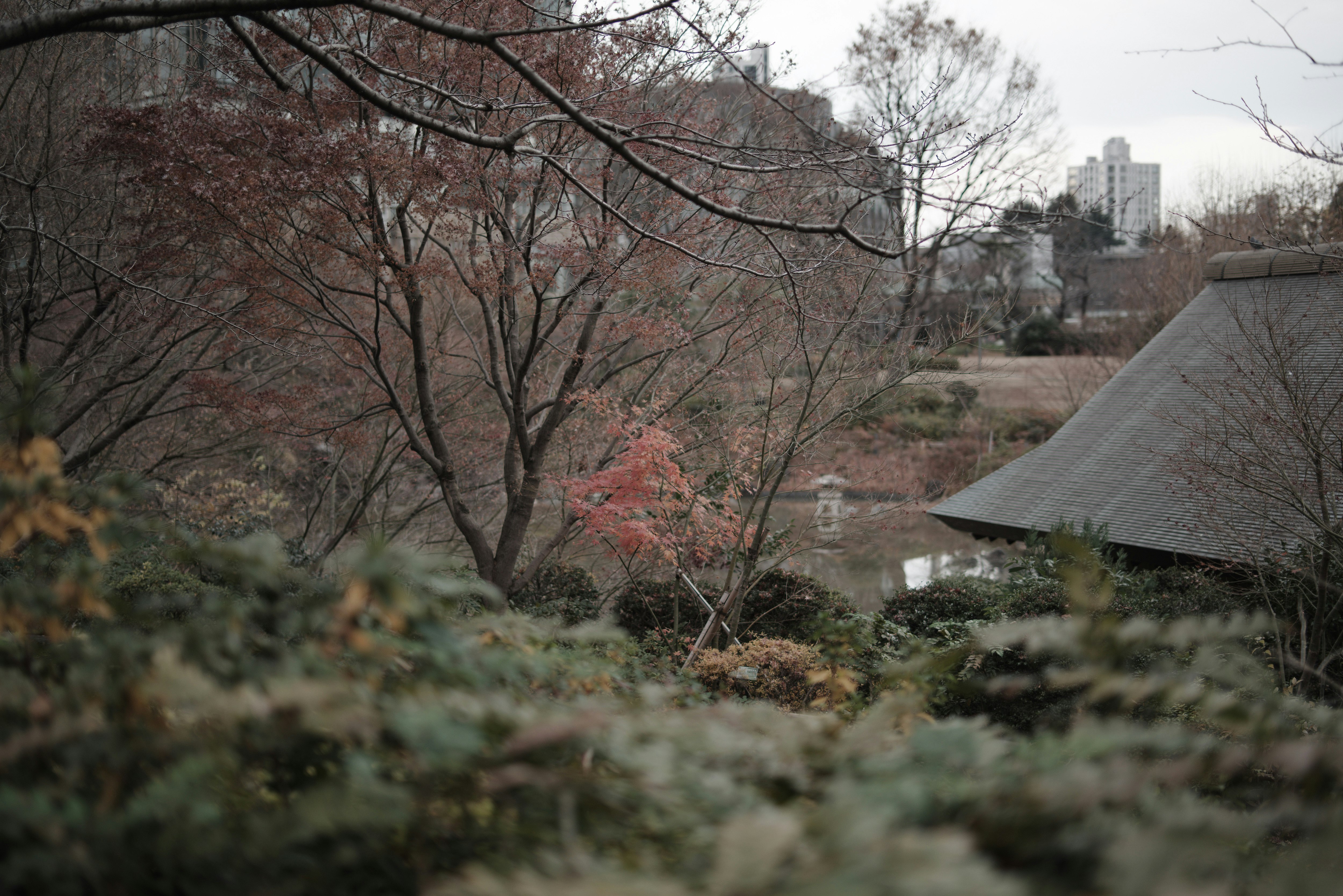 Winterlicher Park mit Kirschblüten entlang eines Gartenwegs