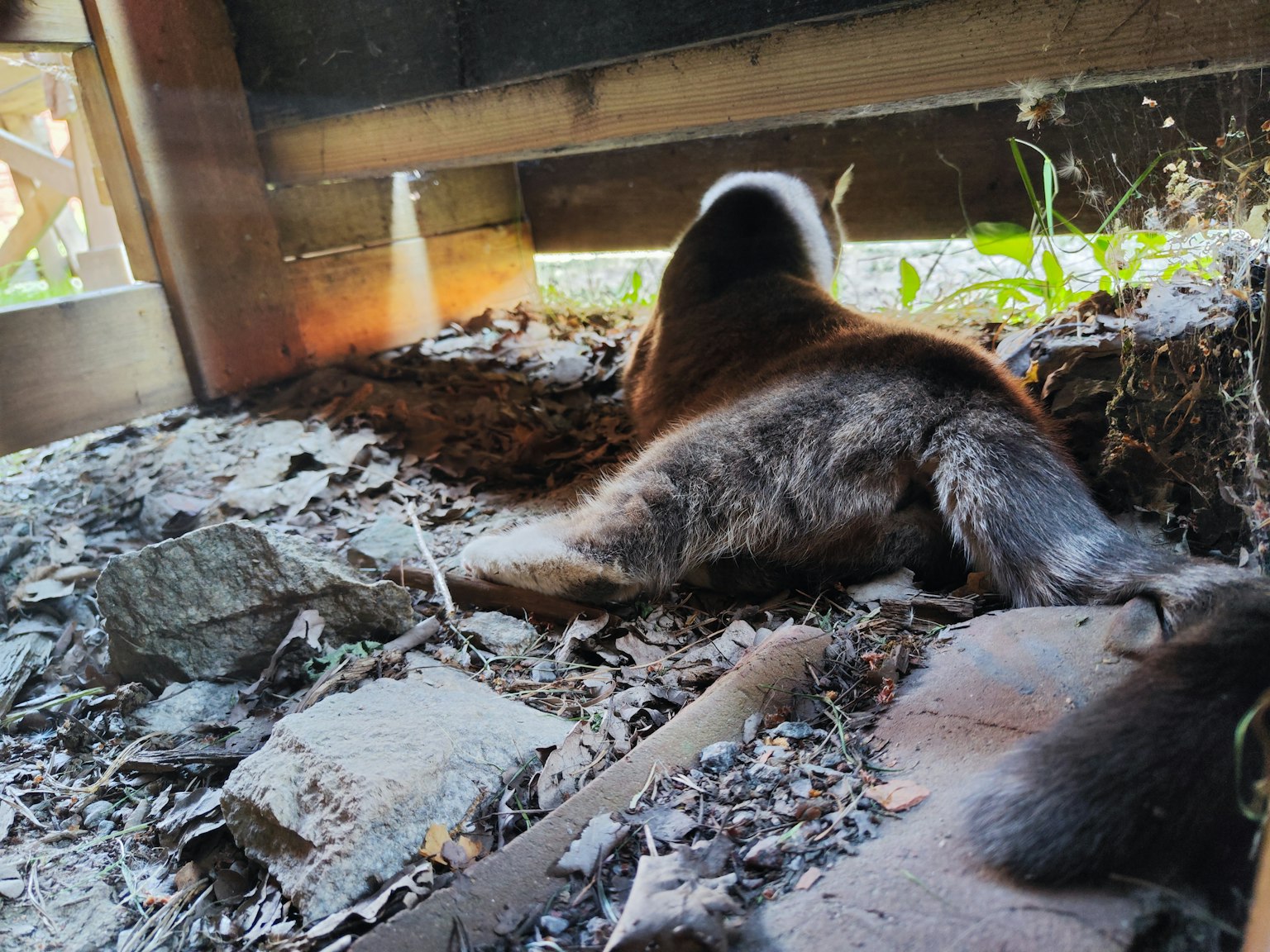 Un animal se détendant dans la terre et l'herbe tout en regardant à travers une ouverture