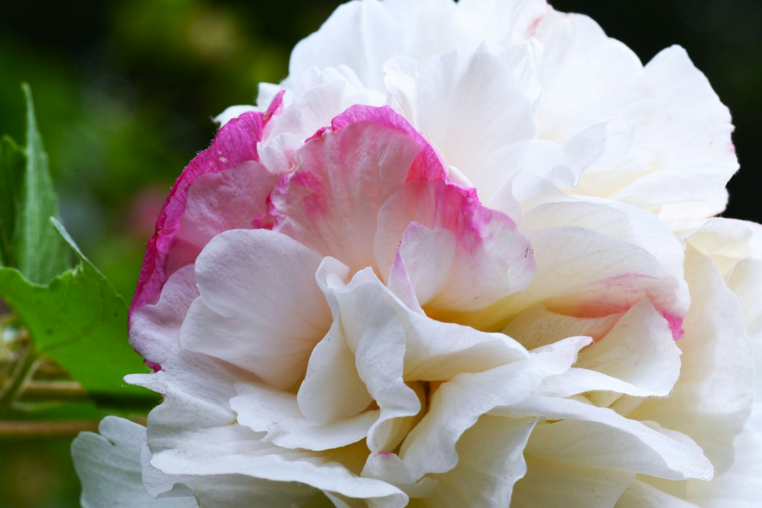 Belle rose avec des pétales blancs bordés de rose