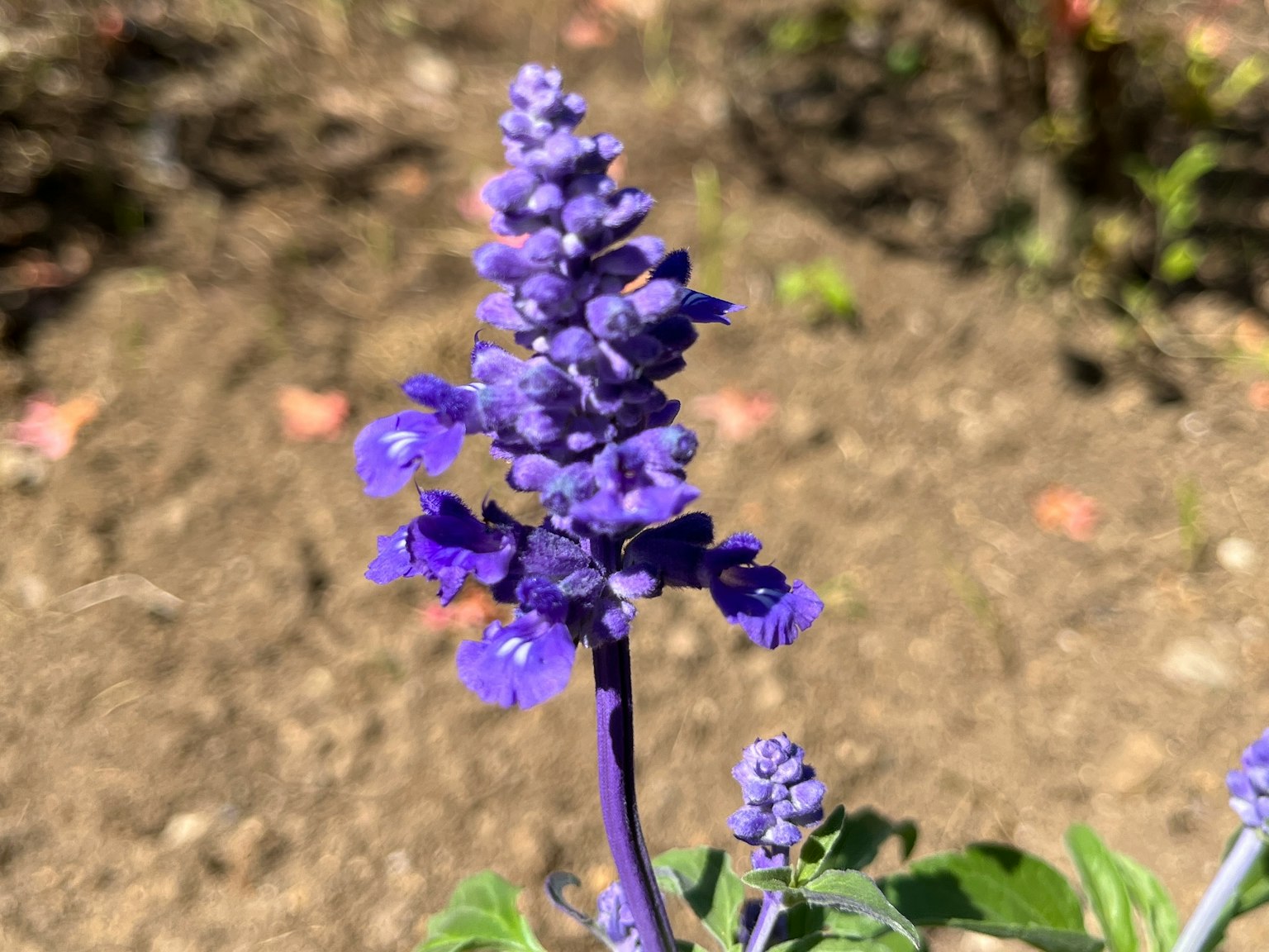 Primo piano di un fiore viola vibrante su una pianta