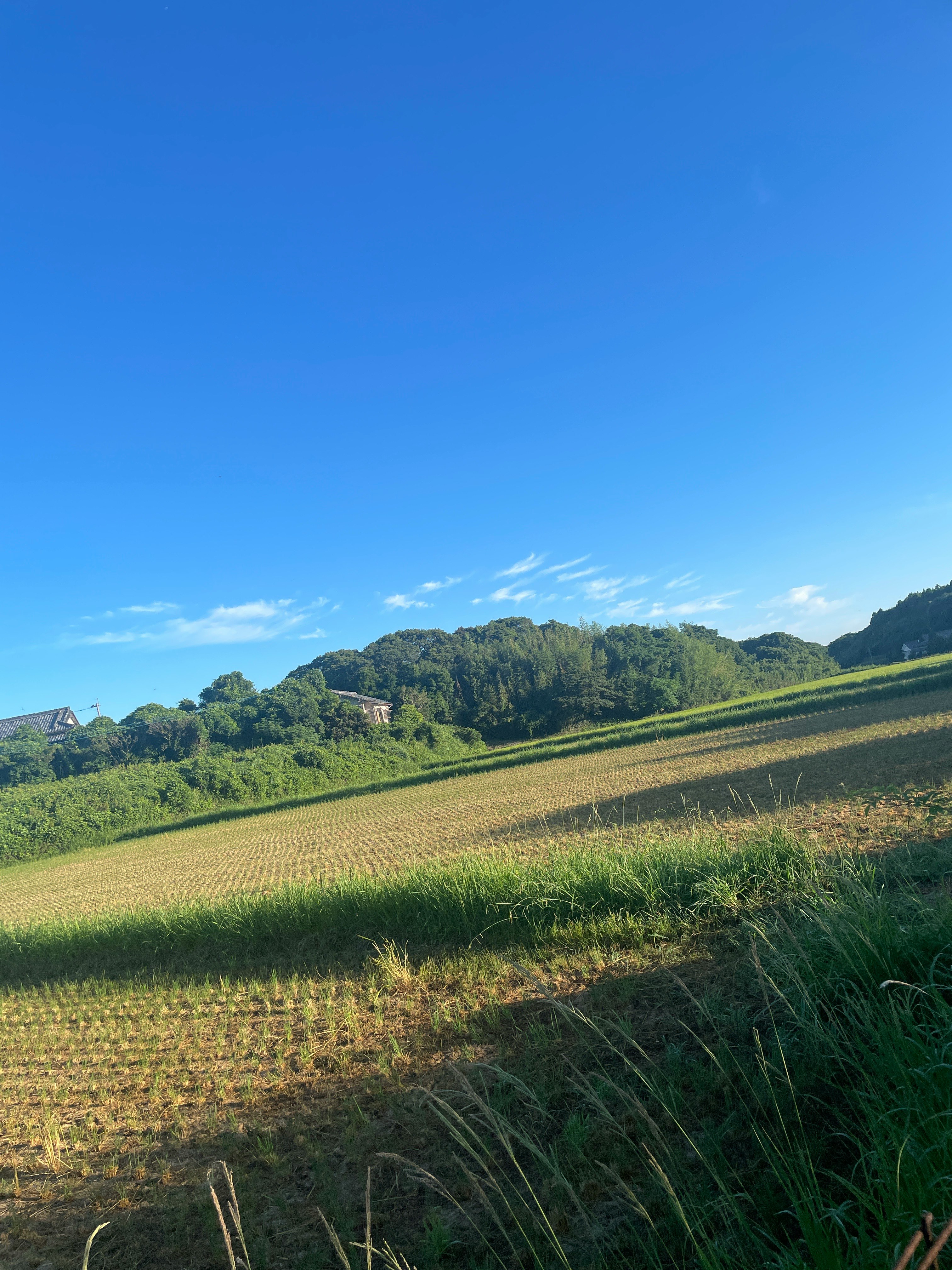 青空の下に広がる緑の草原と丘陵の風景