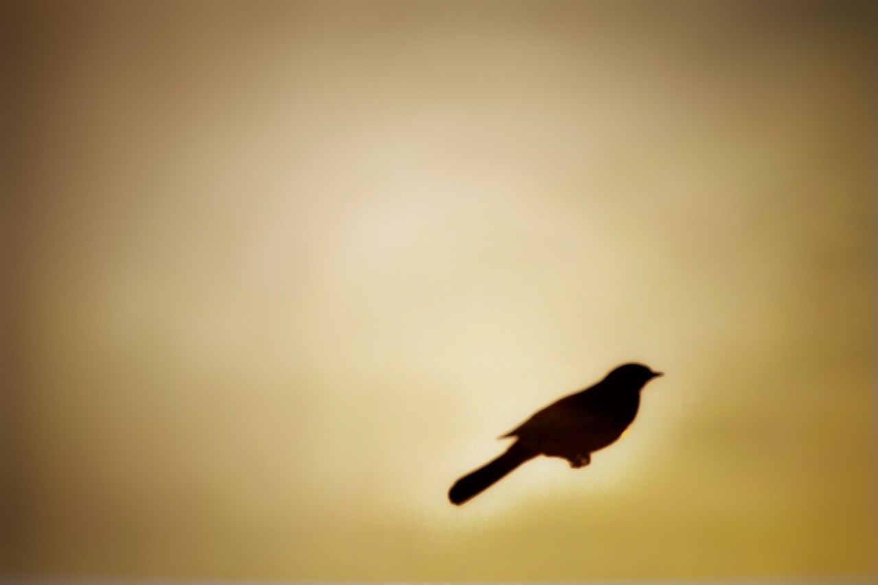 夕焼けの光の中を飛ぶ鳥のシルエット