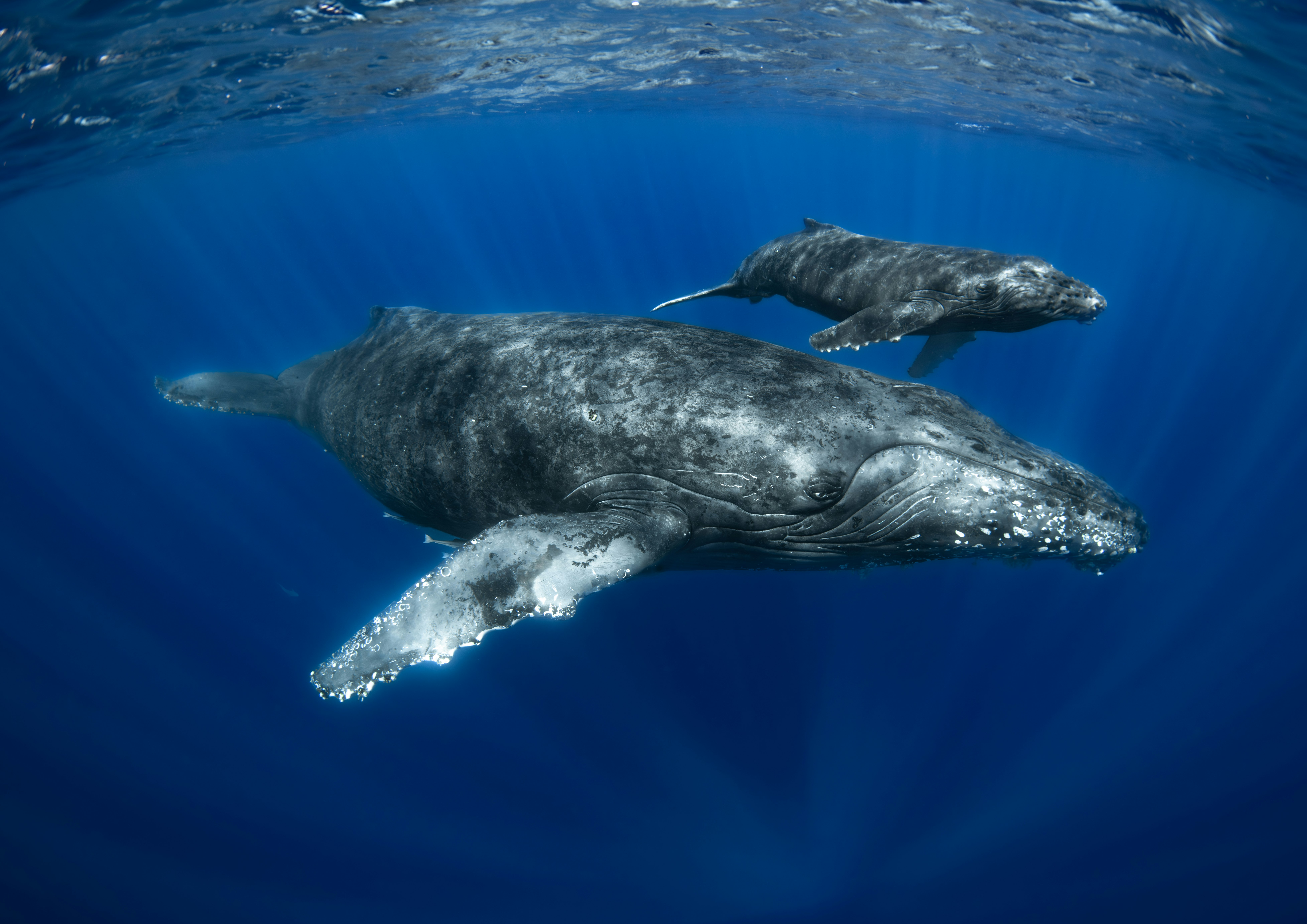 青い海を泳ぐイルカの群れ