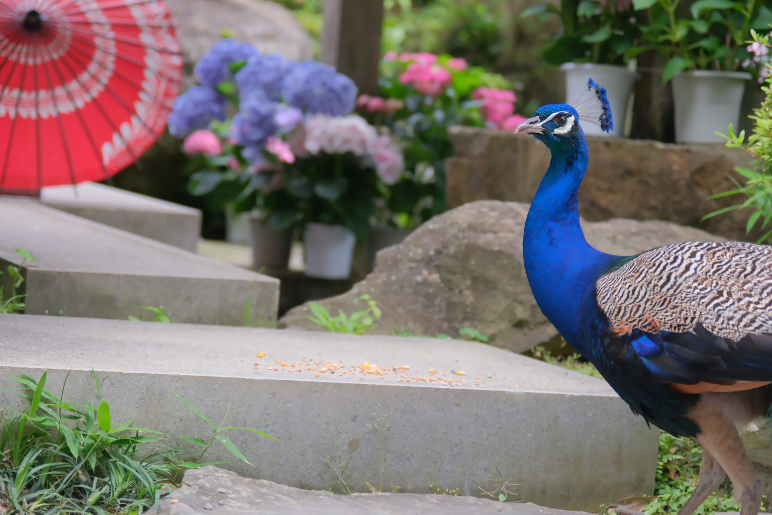 A beautiful peacock walking along a garden path with colorful flowers and a parasol in the background