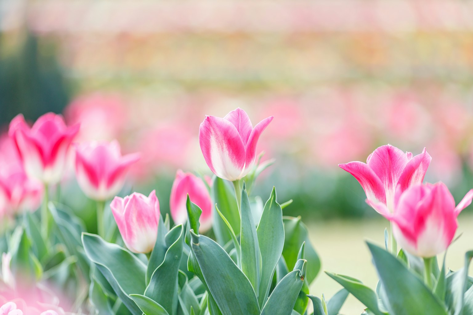 Gros plan de tulipes roses en fleurs dans un jardin