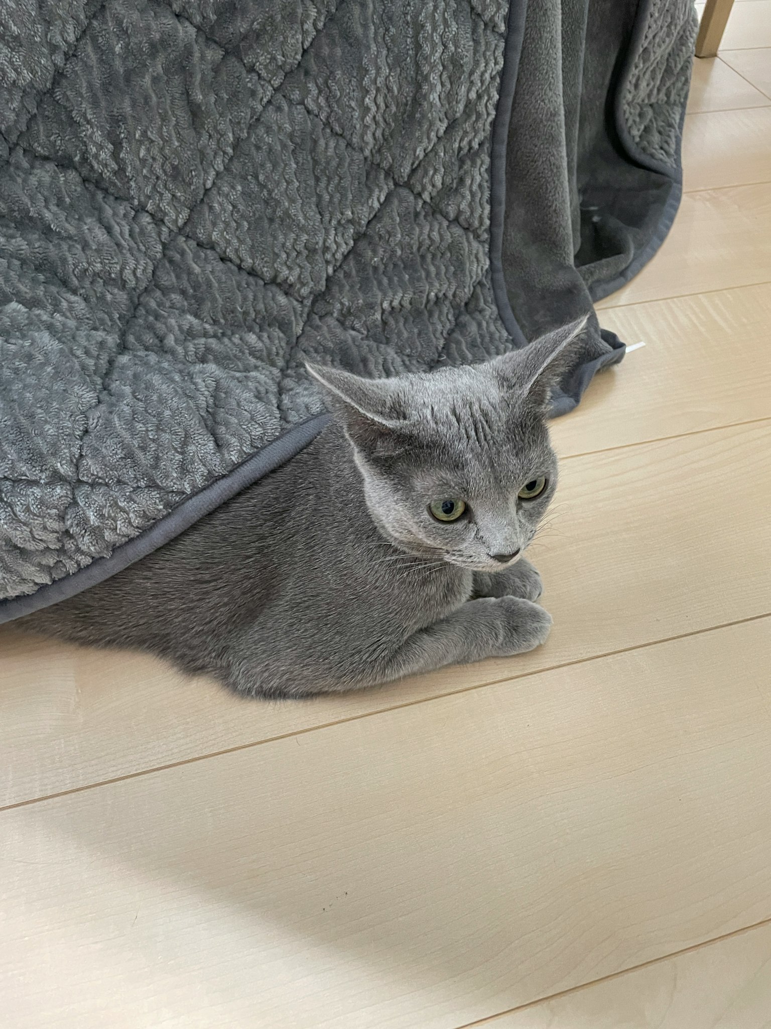 灰色猫躺在毛毯下