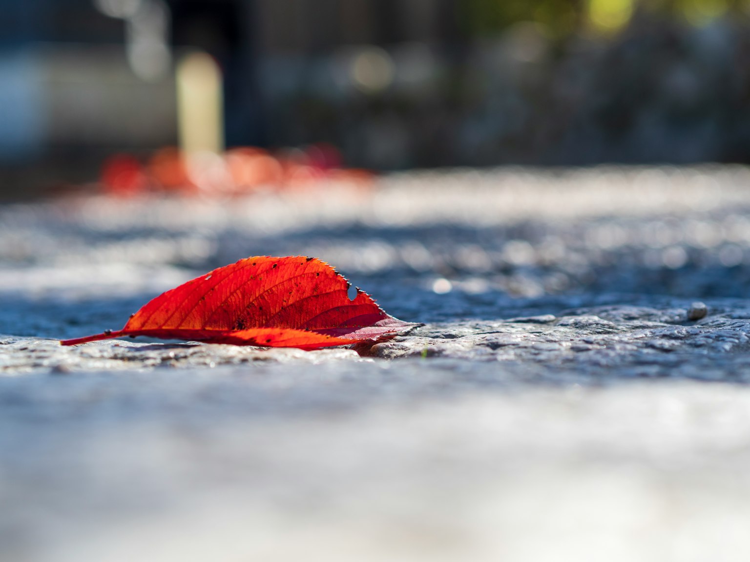 Une feuille rouge reposant sur une surface en pierre dans un cadre automnal