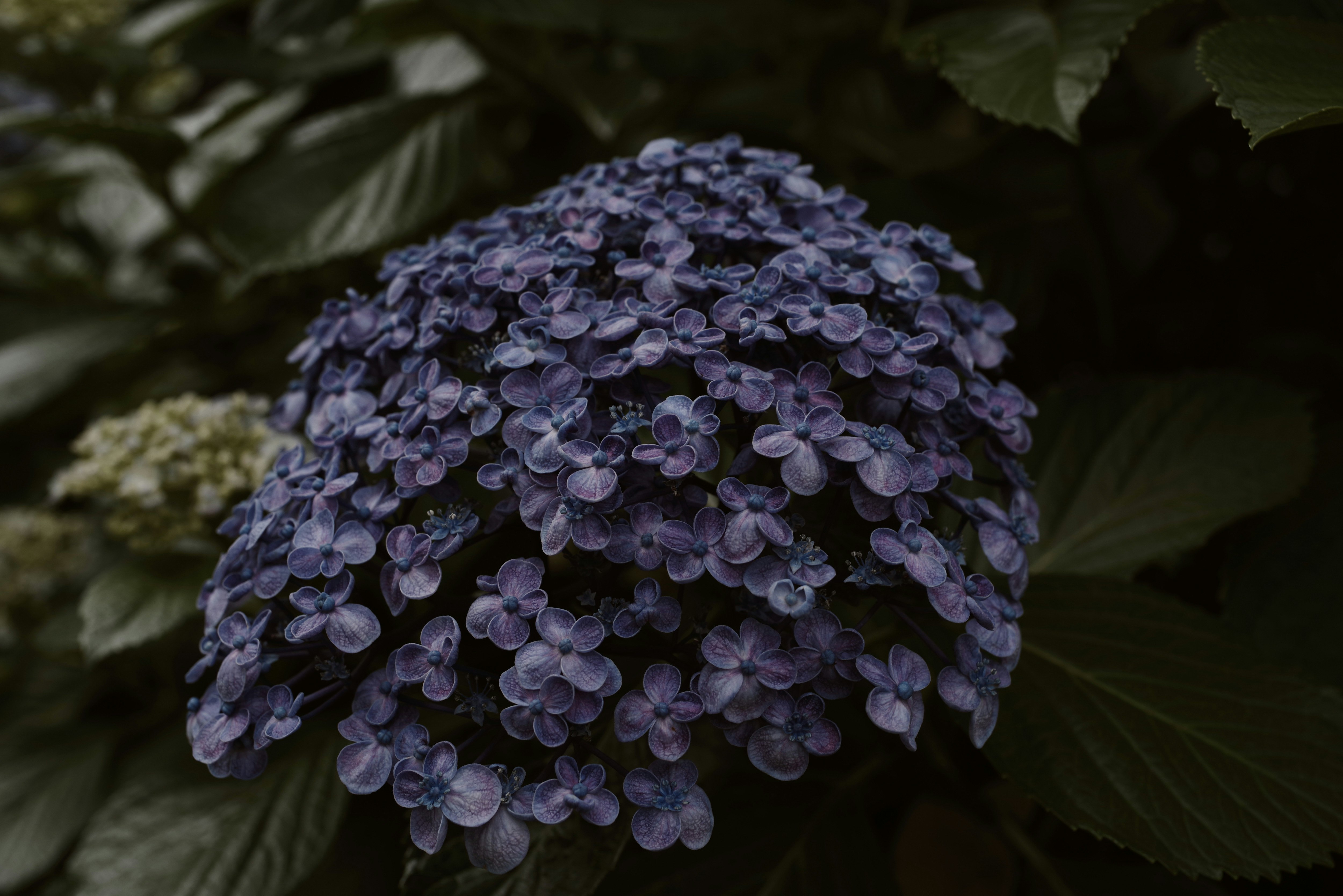 紫陽花の花房のクローズアップ