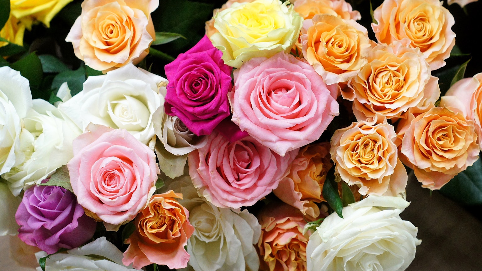 A vibrant bouquet of various colored roses