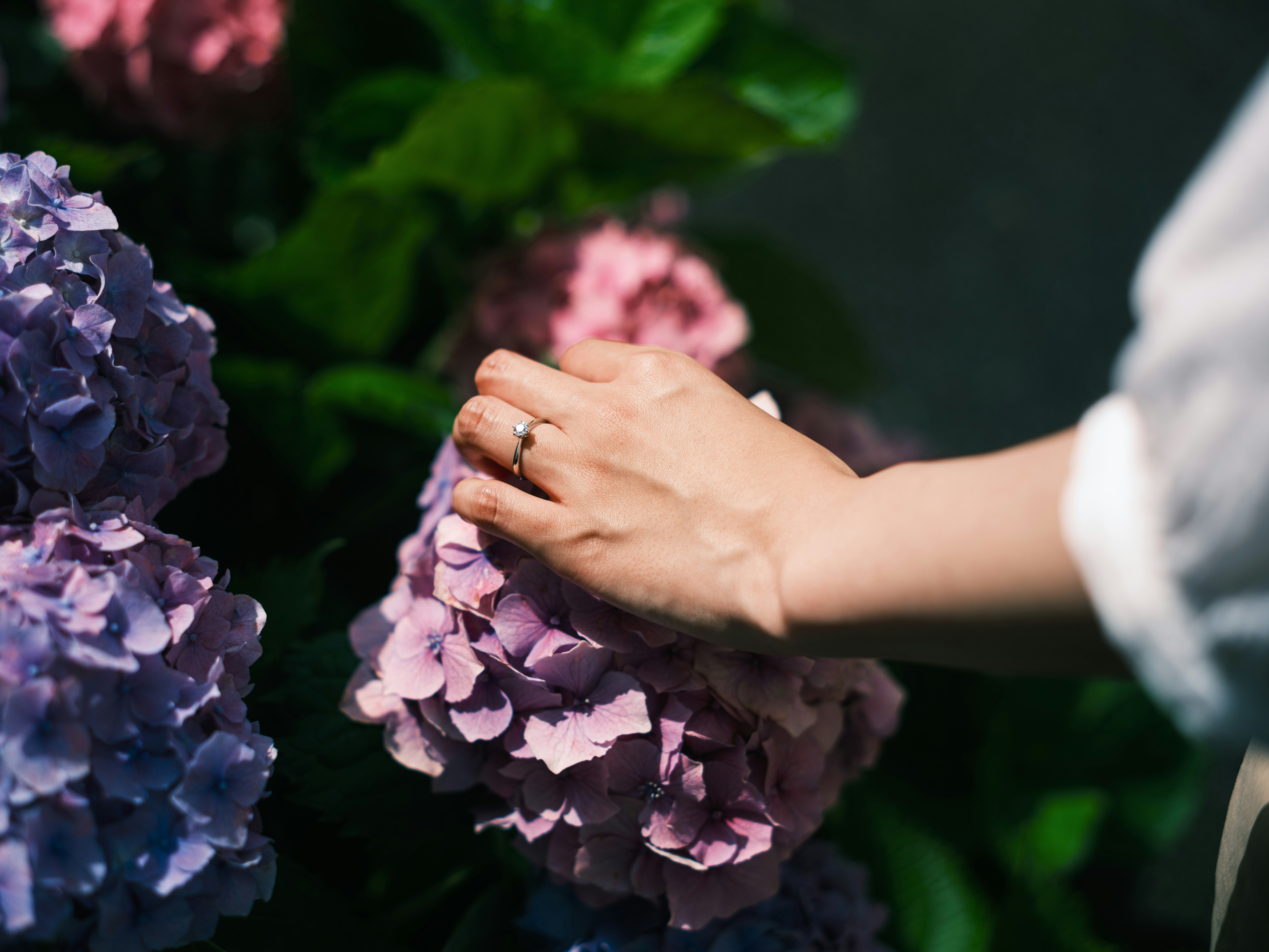 紫陽花の花に触れる手と腕