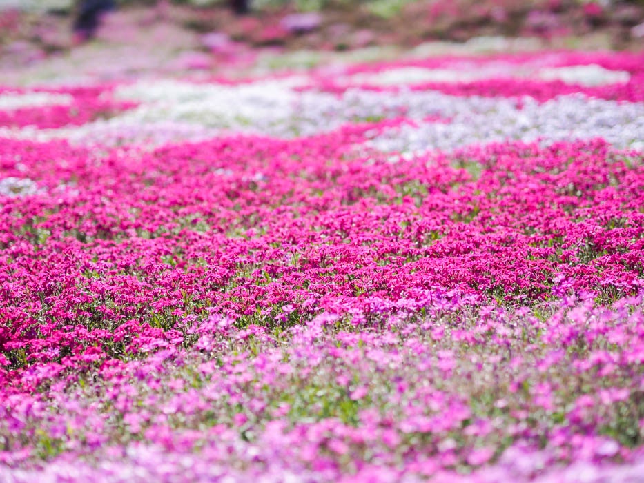 ピンクの花が一面に咲く花畑