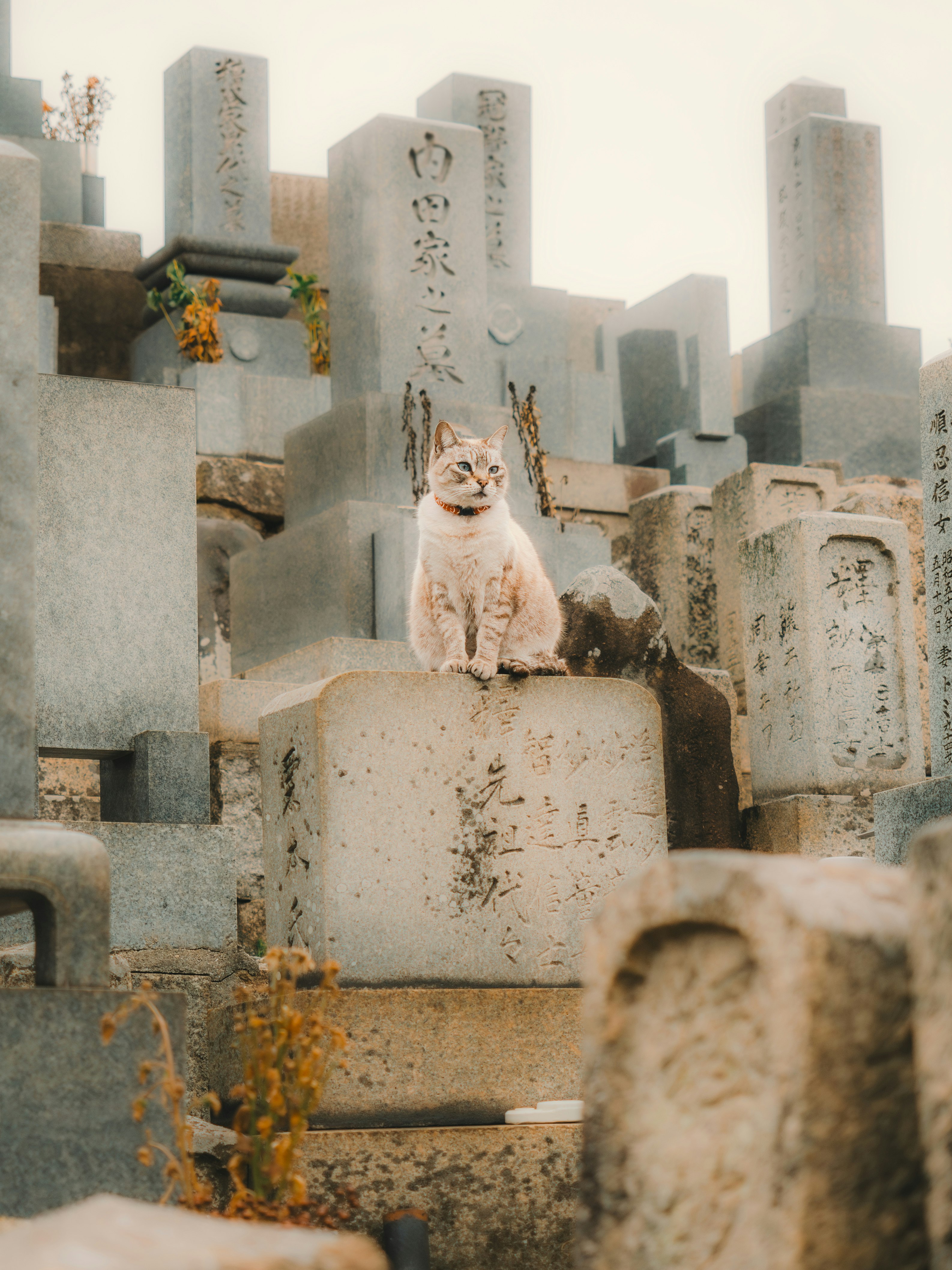 white rabbit sitting among gravestones
