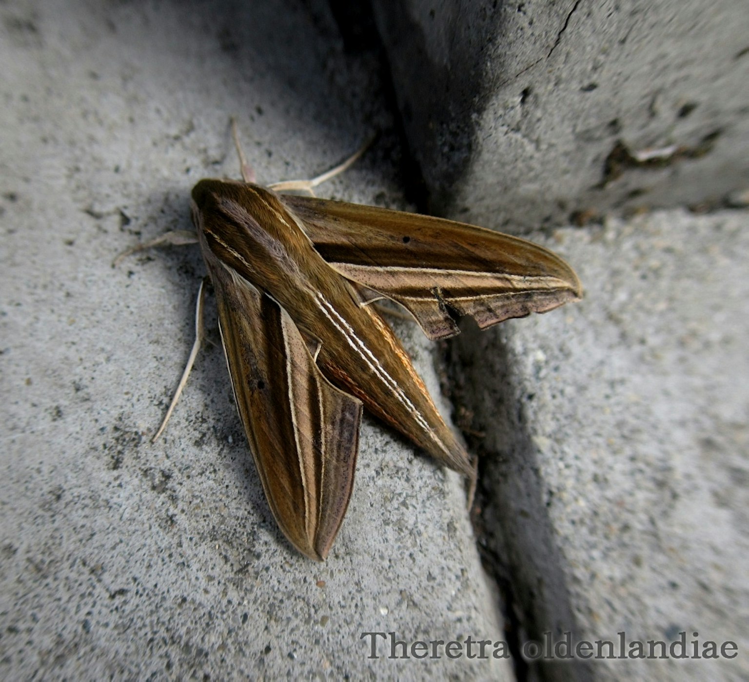 Papillon marron reposant sur une surface en béton