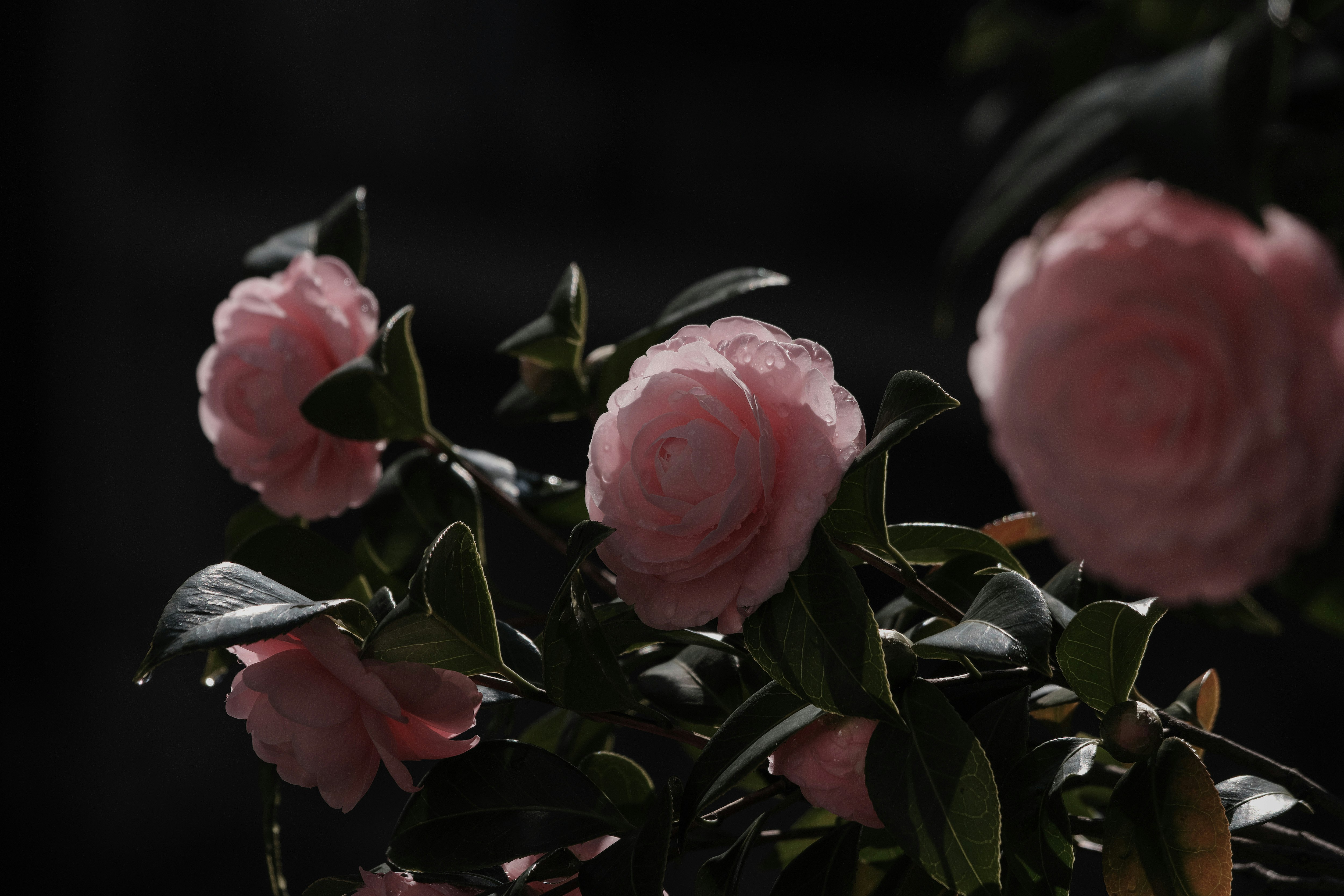 朝日で輝く乙女椿の花束のクローズアップ