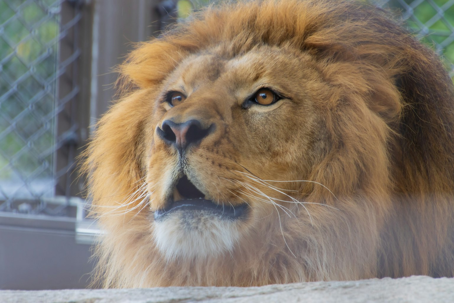 Un leone con un'espressione potente che guarda di lato