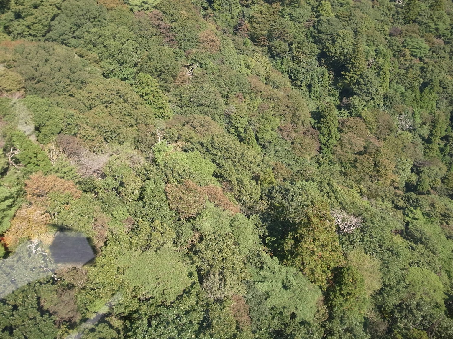 Vista aérea de un bosque verde exuberante con follaje vibrante