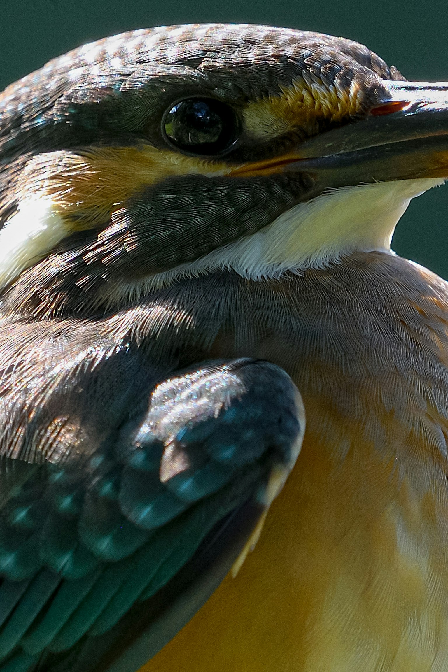 Kedekatan burung kingfisher dengan bulu yang cerah