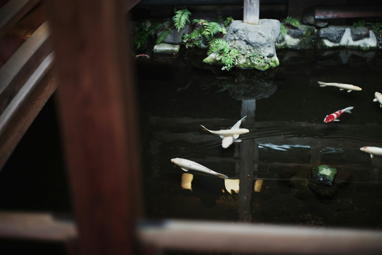 Kolam taman Jepang dengan ikan koi berenang dan tanaman hijau di sekitarnya