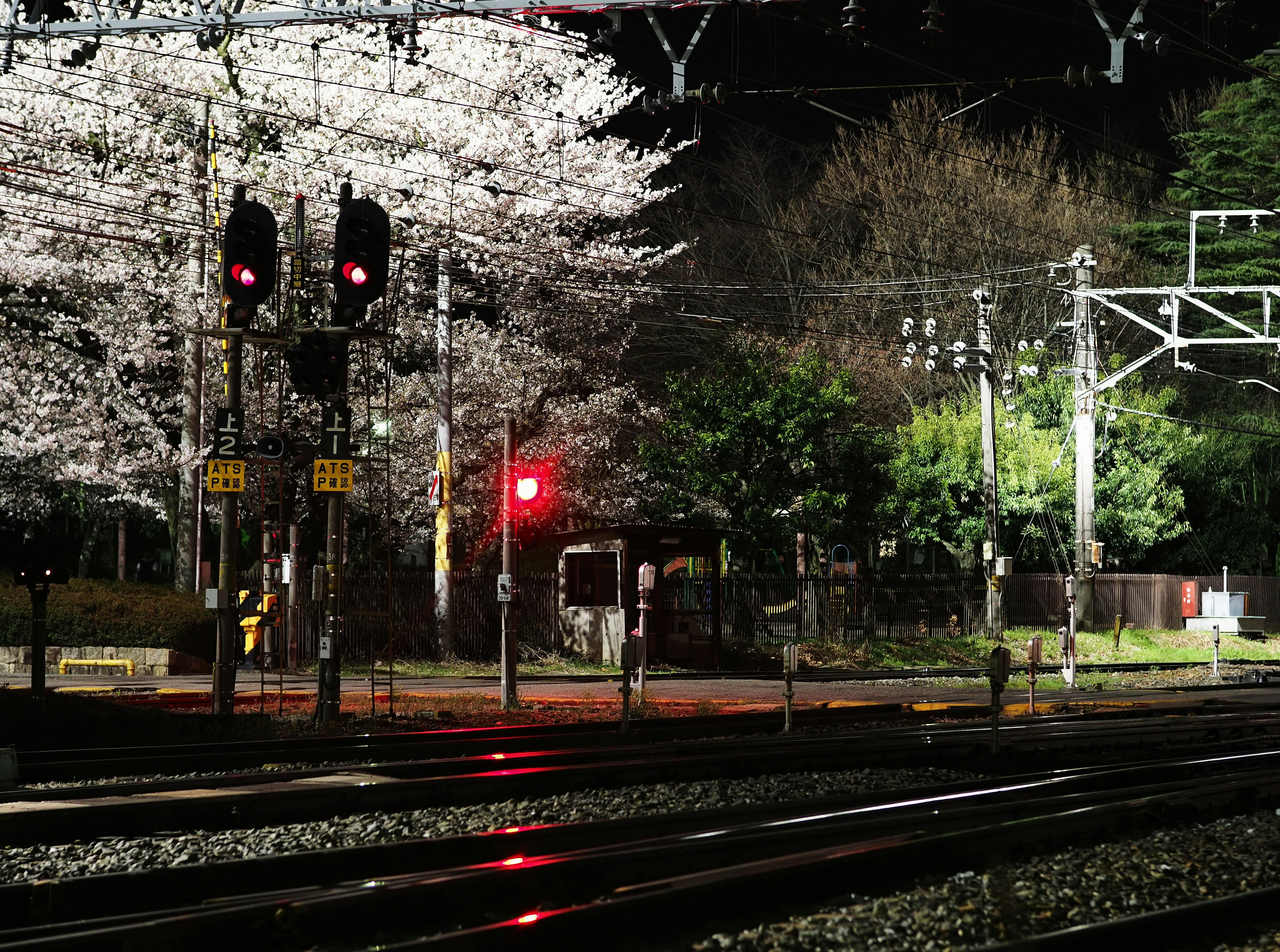 松本市鐵路沿線的夜間燈光盛開櫻花