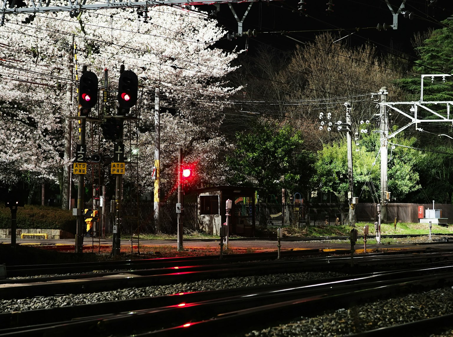 Escena nocturna de cerezos en flor y señales de tráfico rojas en un ferrocarril