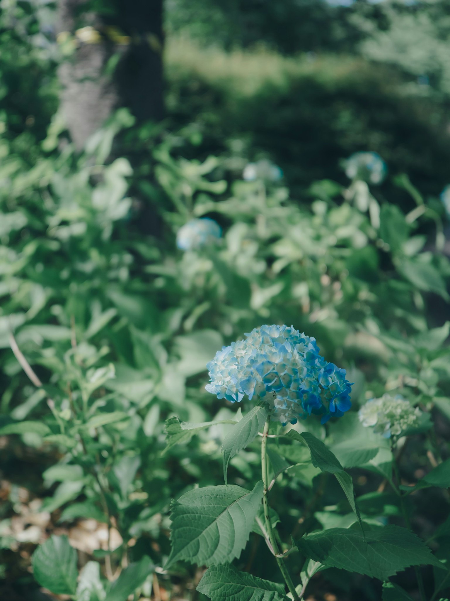 Fiore di ortensia blu circondato da foglie verdi