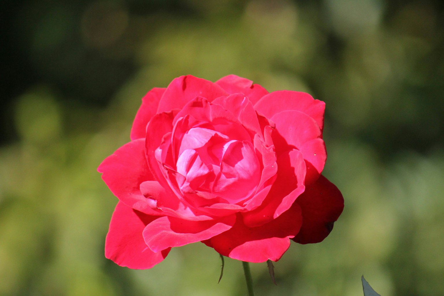 A vibrant red rose flower blooming beautifully against a green background