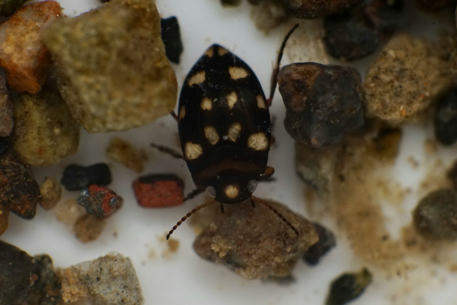 Petit insect avec des taches noires et blanches parmi des pierres et du gravier