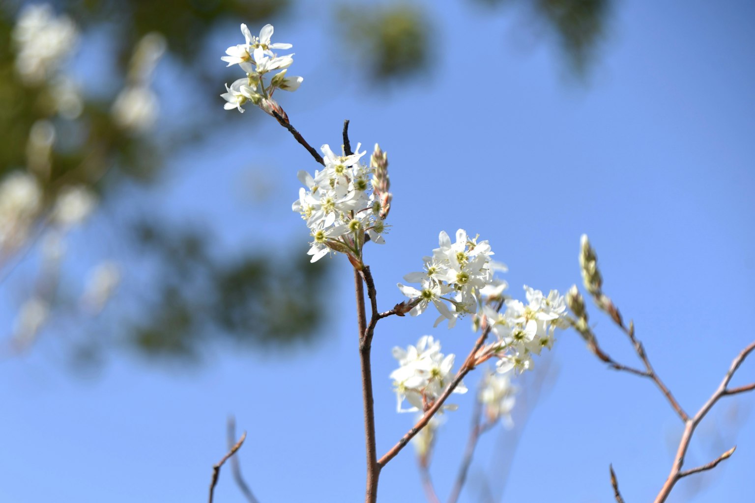 Äste mit weißen Blumen vor blauem Himmel