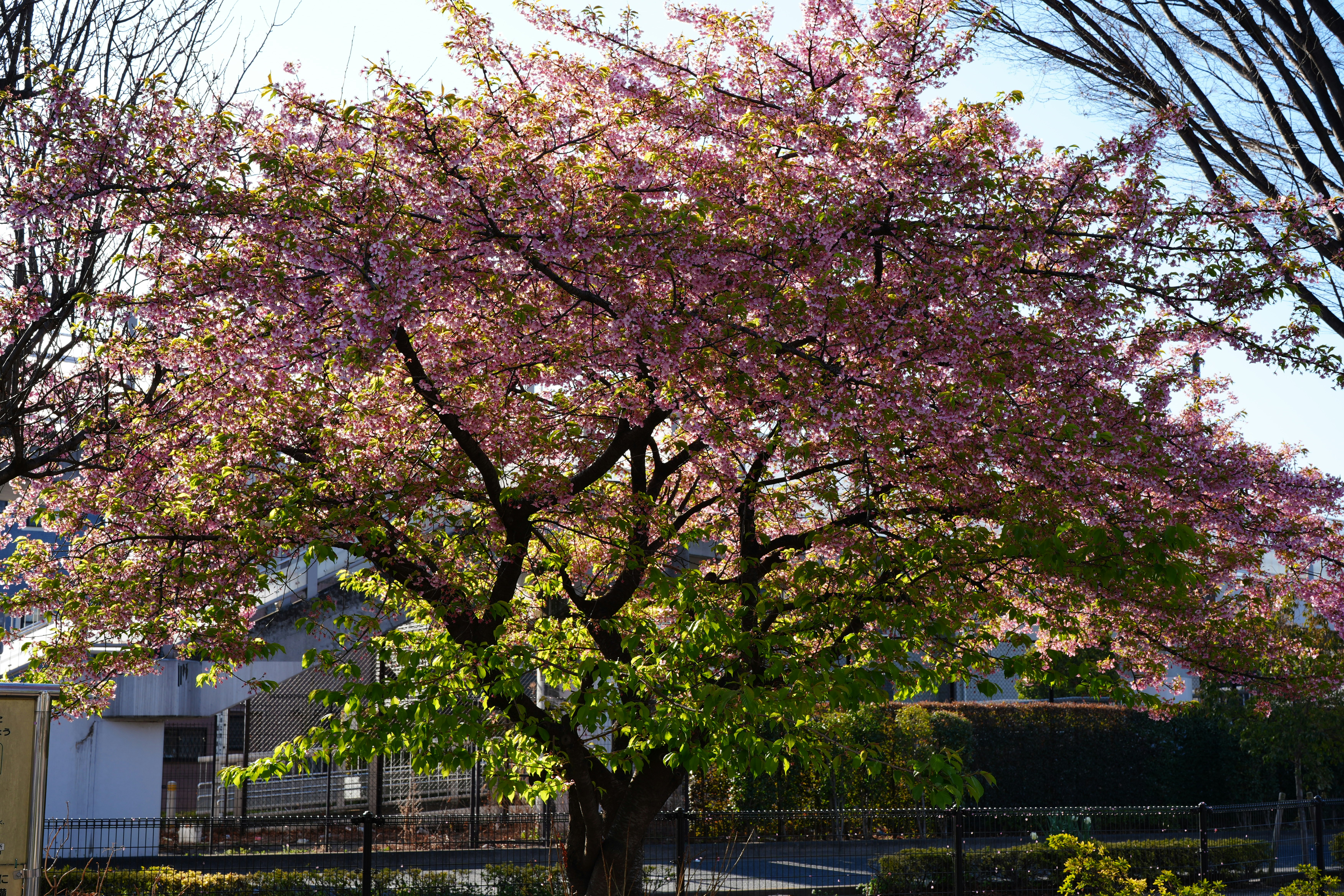 満開の桜の木が並ぶ春の街路の風景