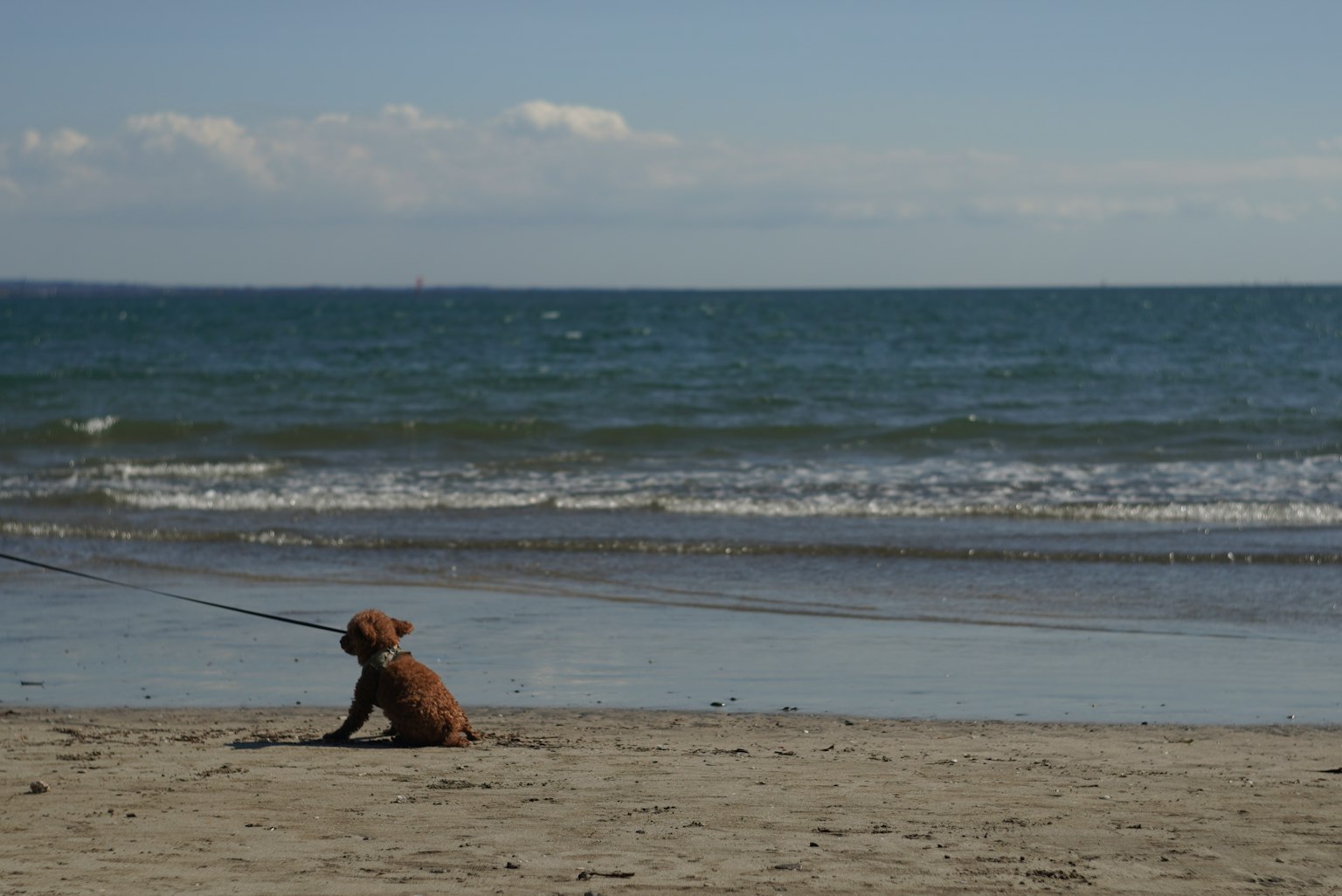 Chien assis sur la plage avec des vagues océaniques