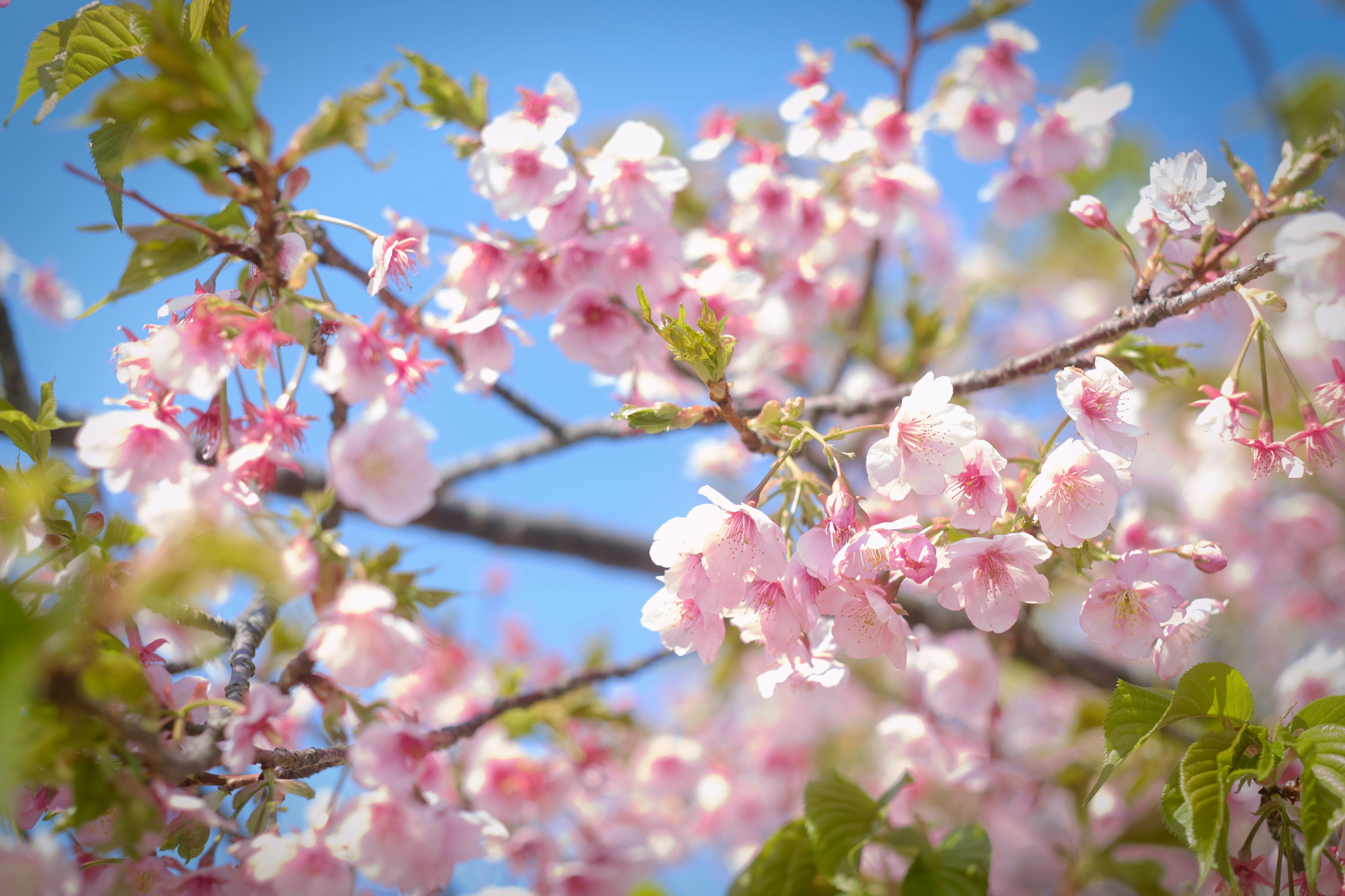 青空を背景に咲く桜の花のクローズアップ