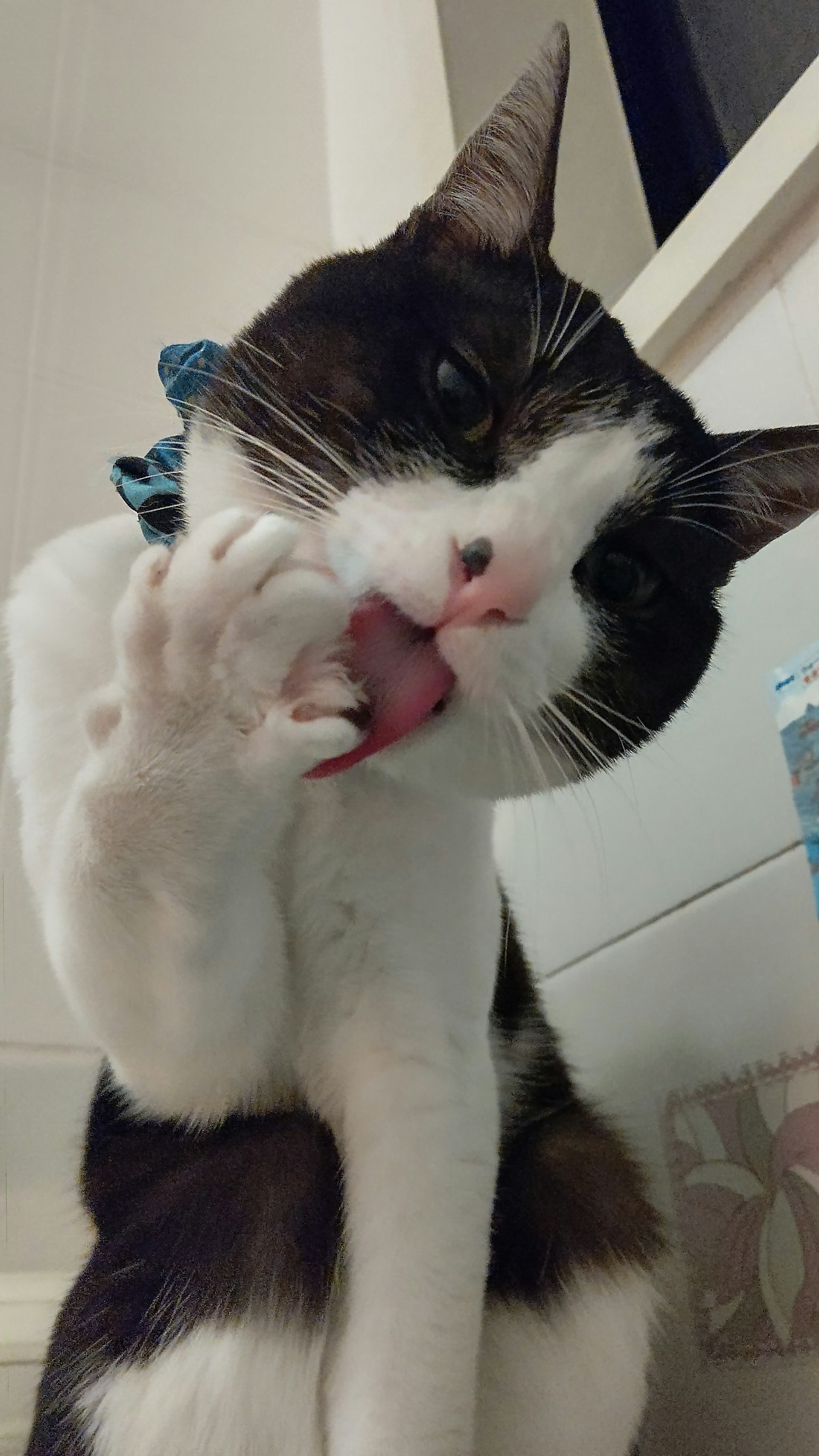 Cat grooming its paw with a black and white coat wearing a blue bandana