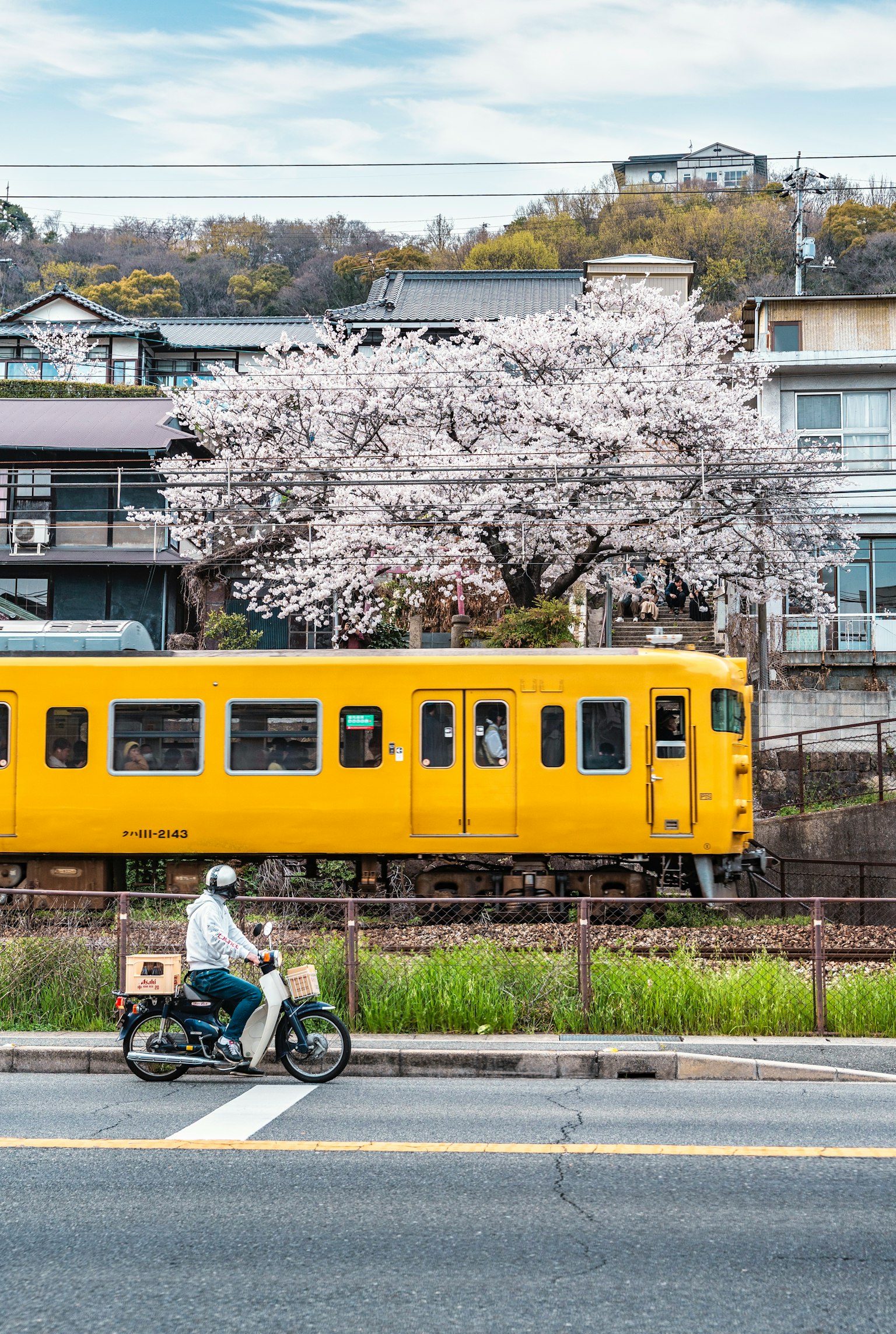 黃色火車經過櫻花樹，前景有一名騎自行車的人