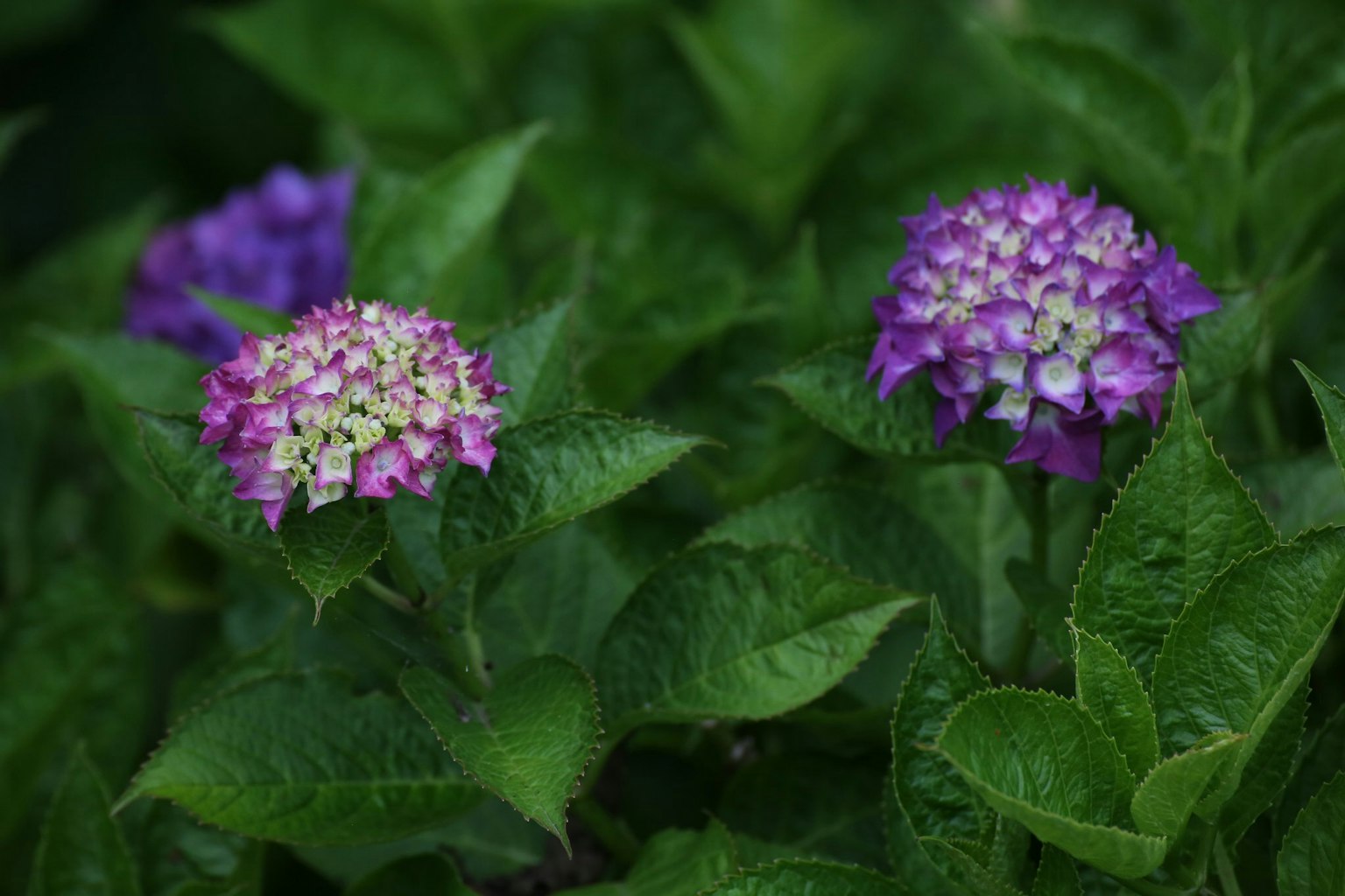 Close-up of purple flowers blooming among green leaves