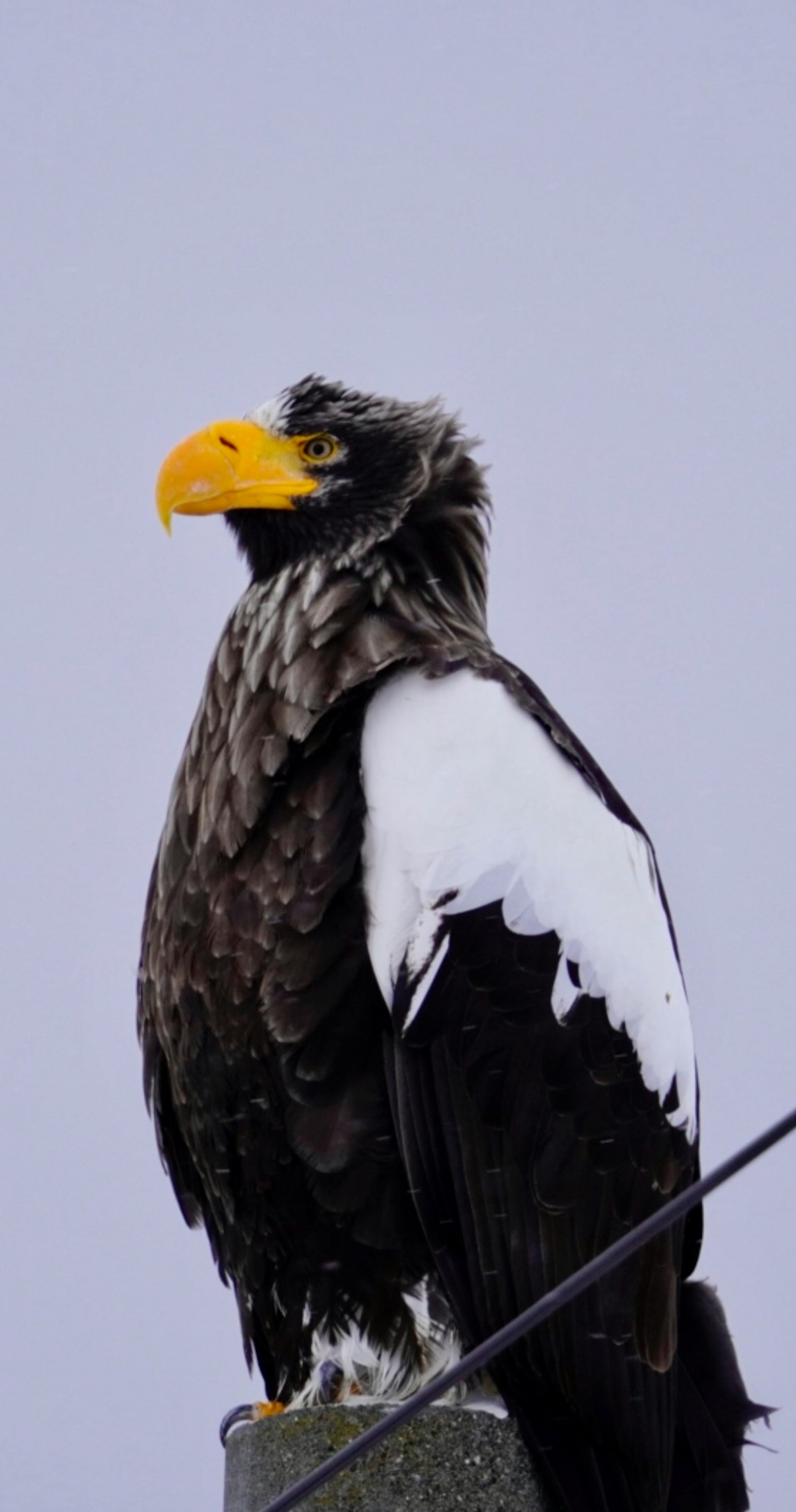 Un águila marina de Steller con plumas negras y blancas mirando hacia arriba
