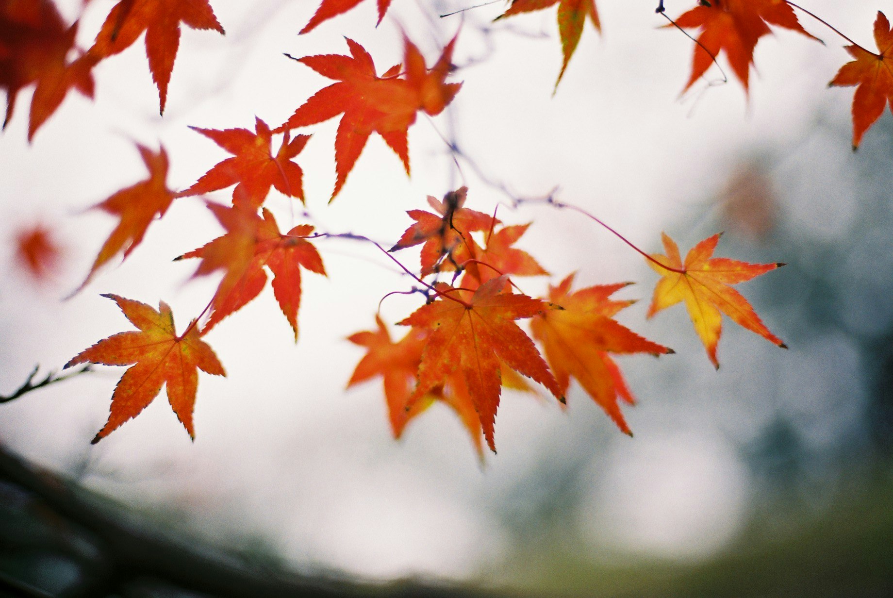 枝に咲く紅葉の葉と背景のぼけた景色