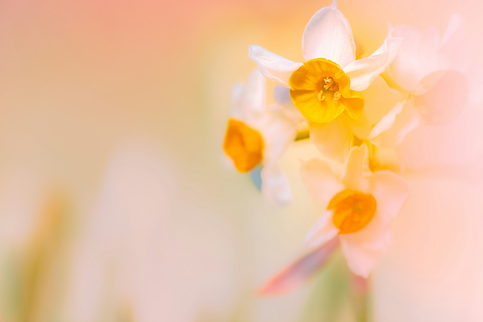 Gros plan de fleurs de jonquille avec un arrière-plan pastel doux