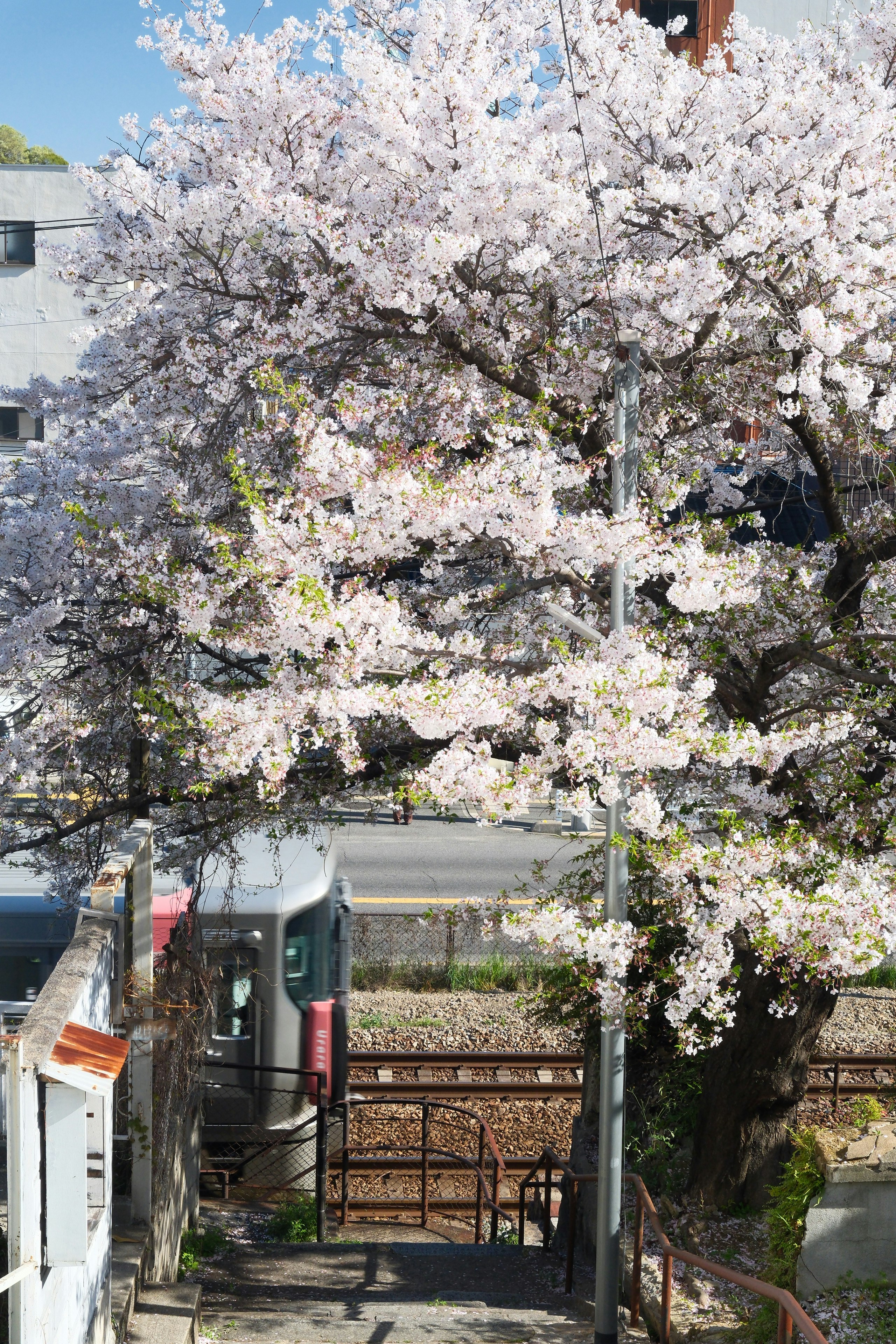 桜並木の下を走る山陽本線の電車のある風景