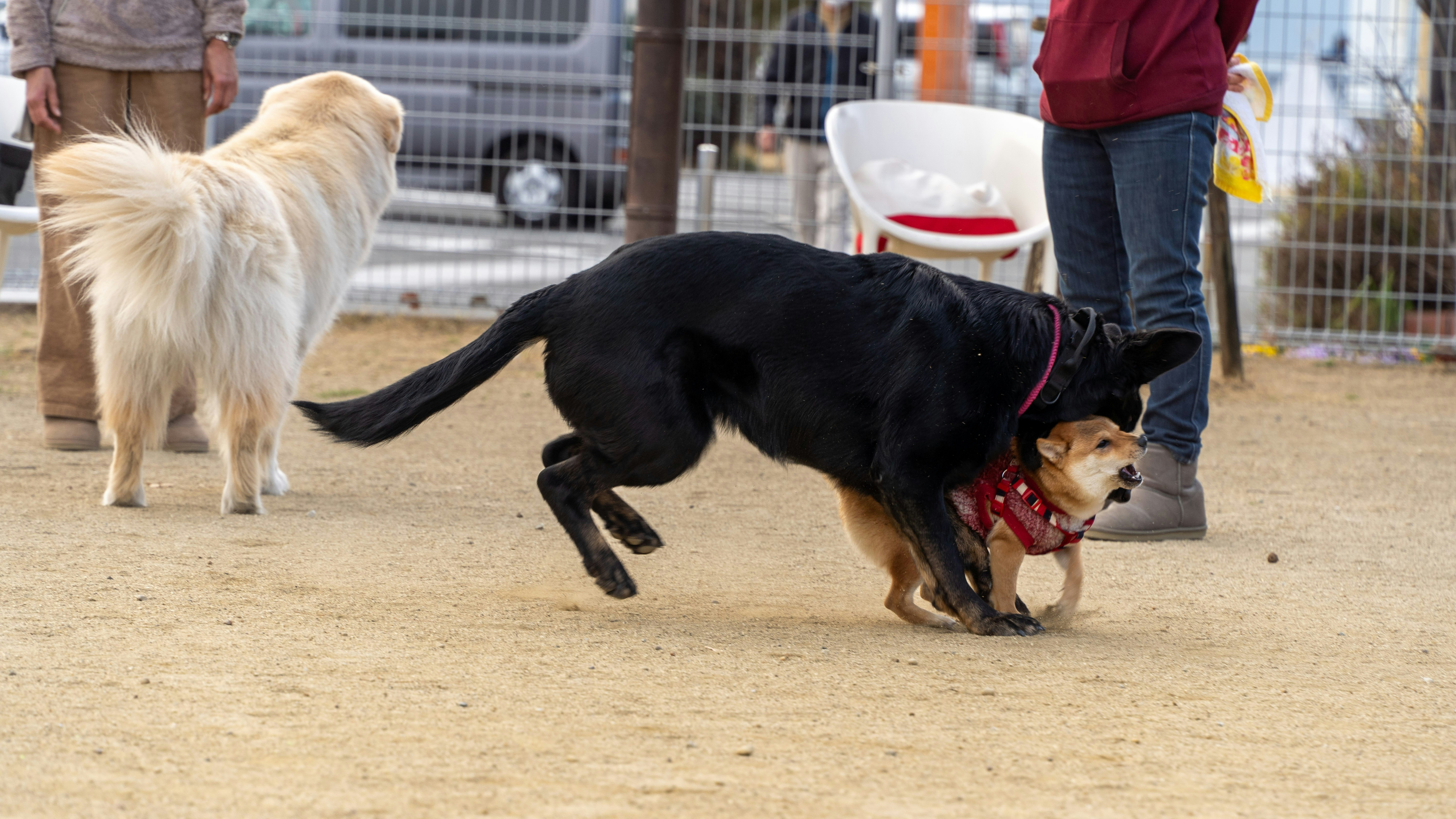 ドッグランでじゃれ合う2匹の犬