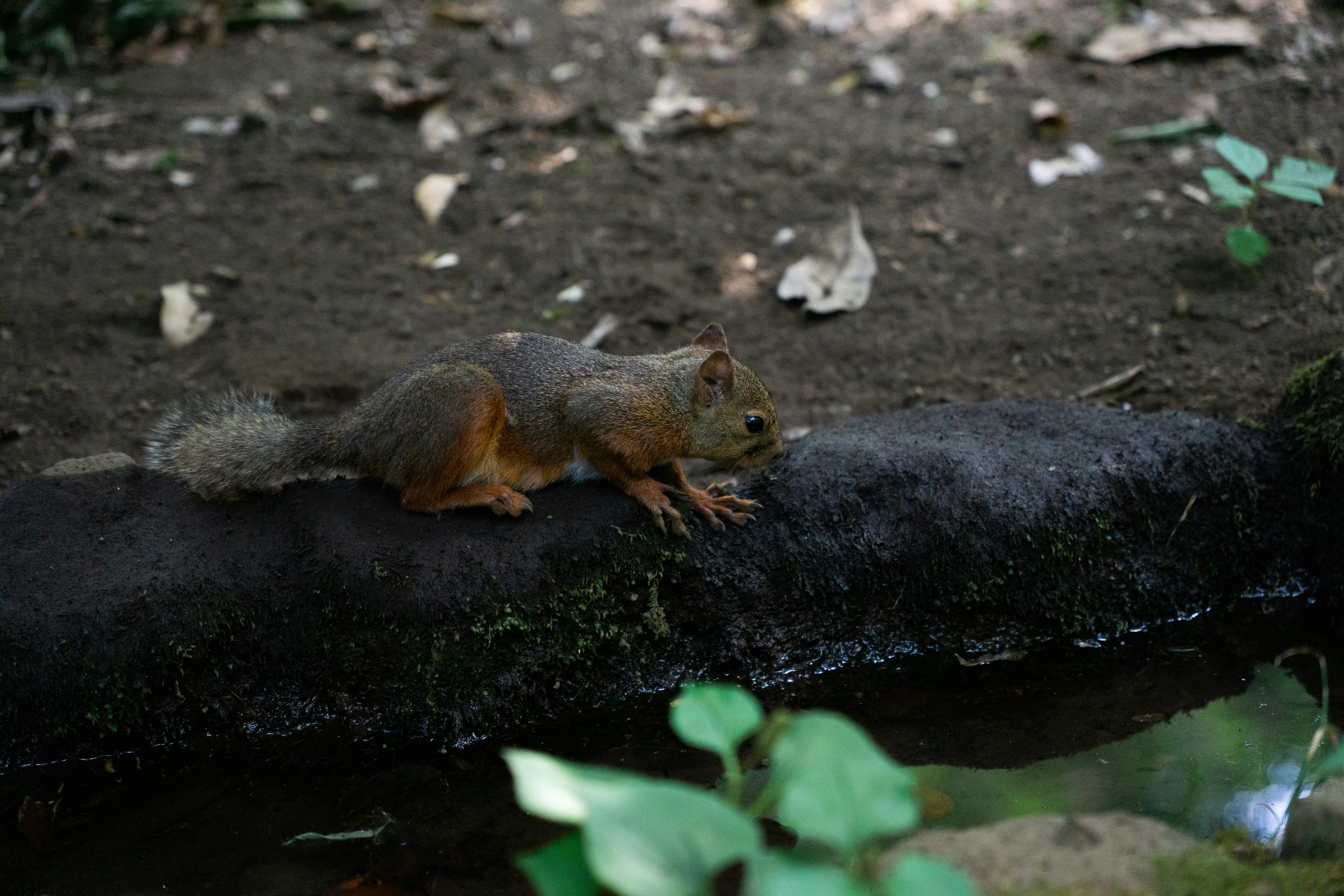 地面の上で草を食べる野生のアグーチ