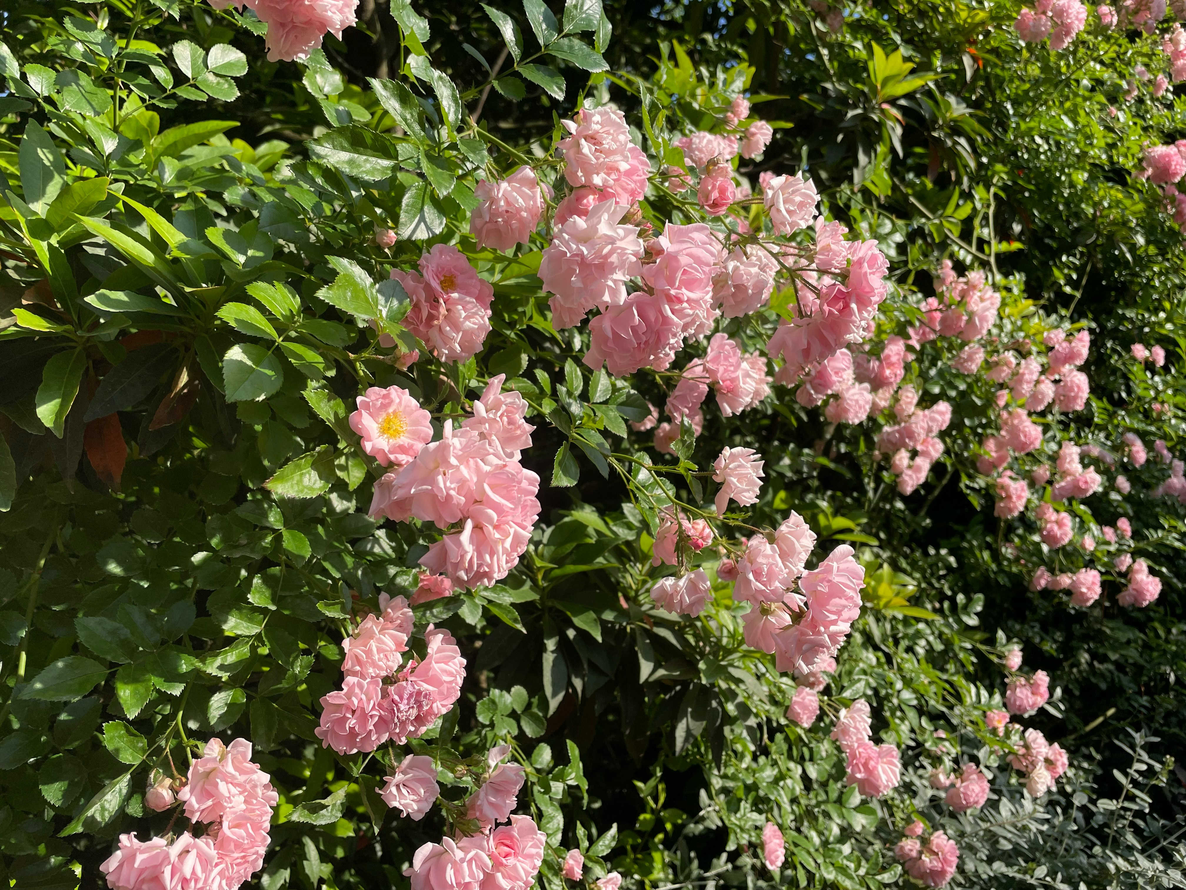 ピンクの花が咲く生け垣のアップ
