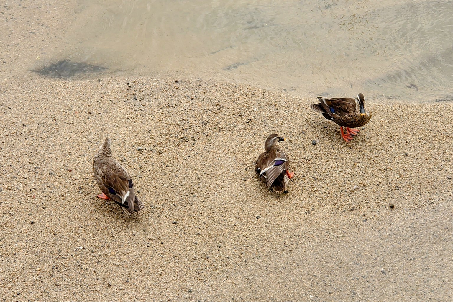 Tres patos jugando cerca del agua en una playa de arena
