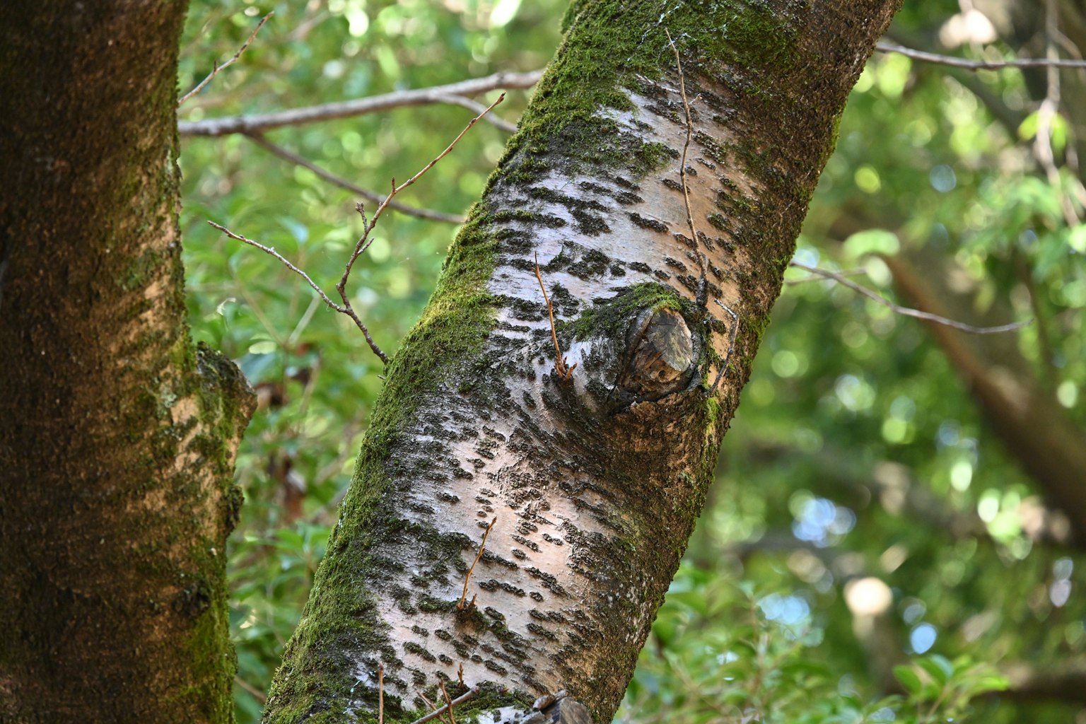 Texture détaillée d'un tronc d'arbre avec un fond vert