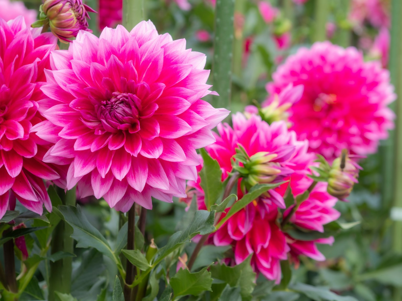 Hoa dahlia màu hồng rực rỡ nở trong vườn