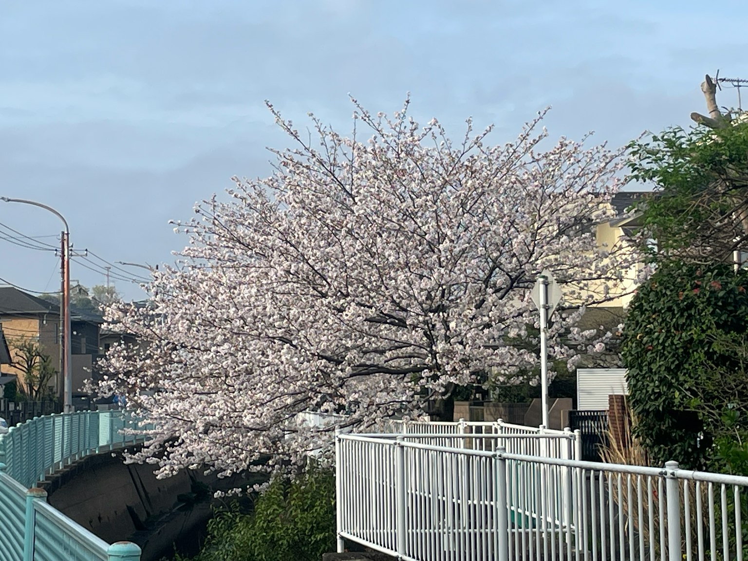 Un albero di ciliegio in fiore lungo un marciapiede