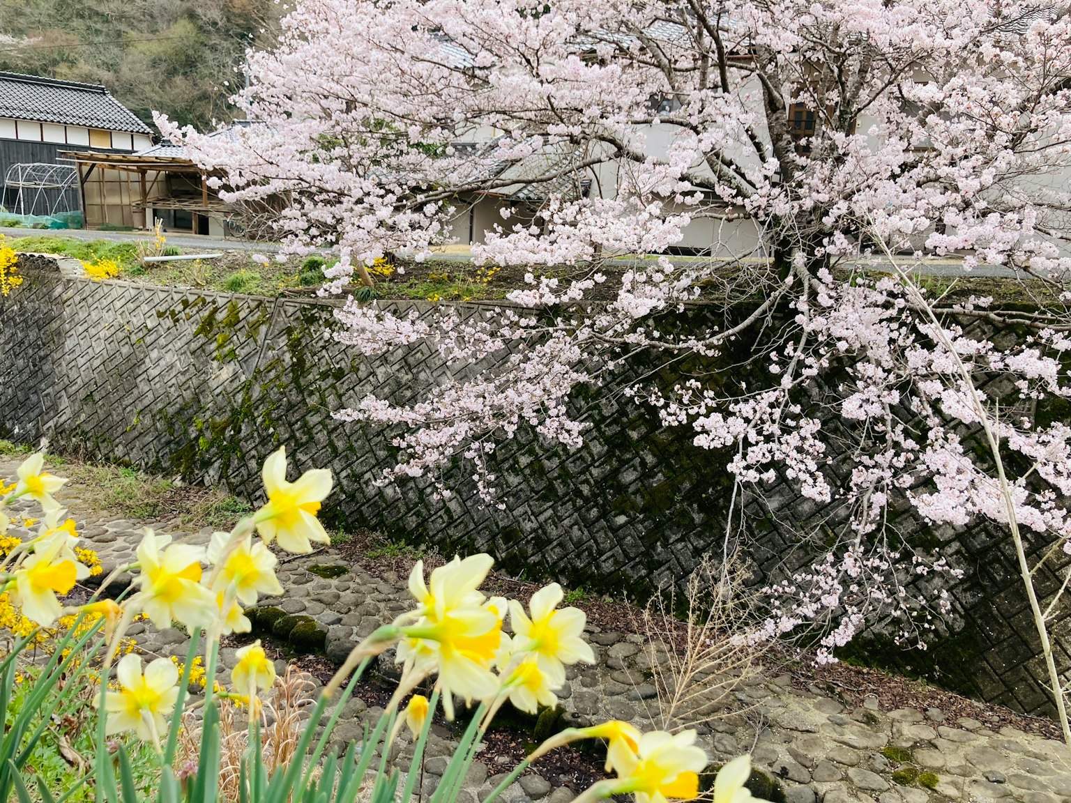 Paysage avec un cerisier en fleurs et des jonquilles jaunes