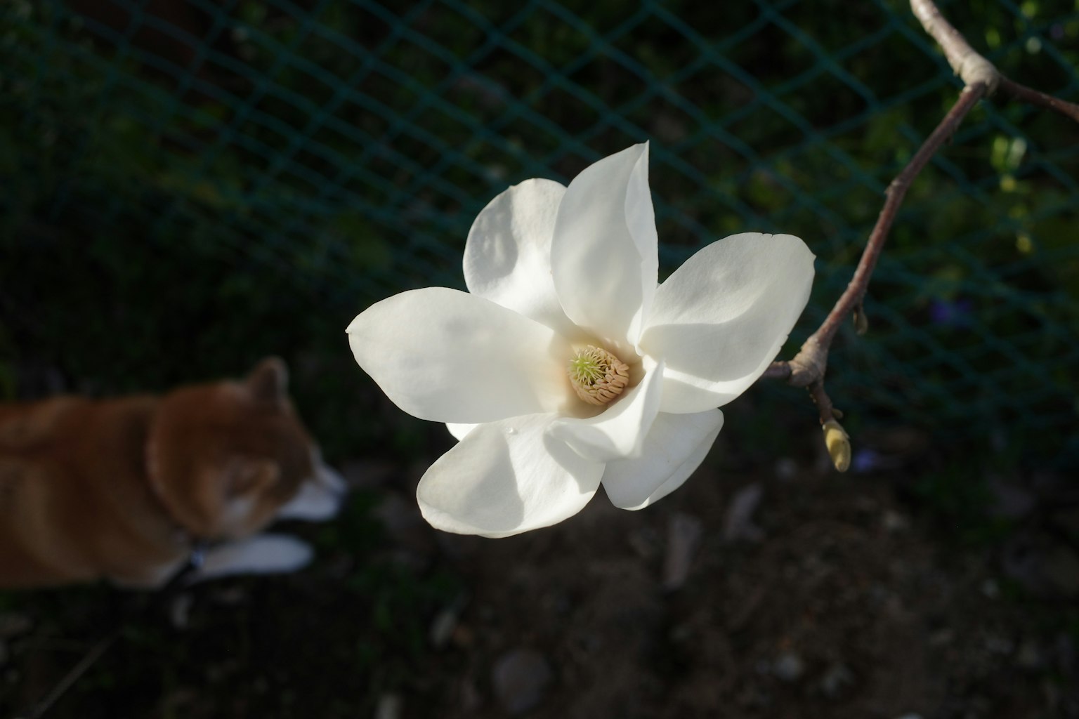 Un fiore di magnolia bianco su uno sfondo sfocato con un cane