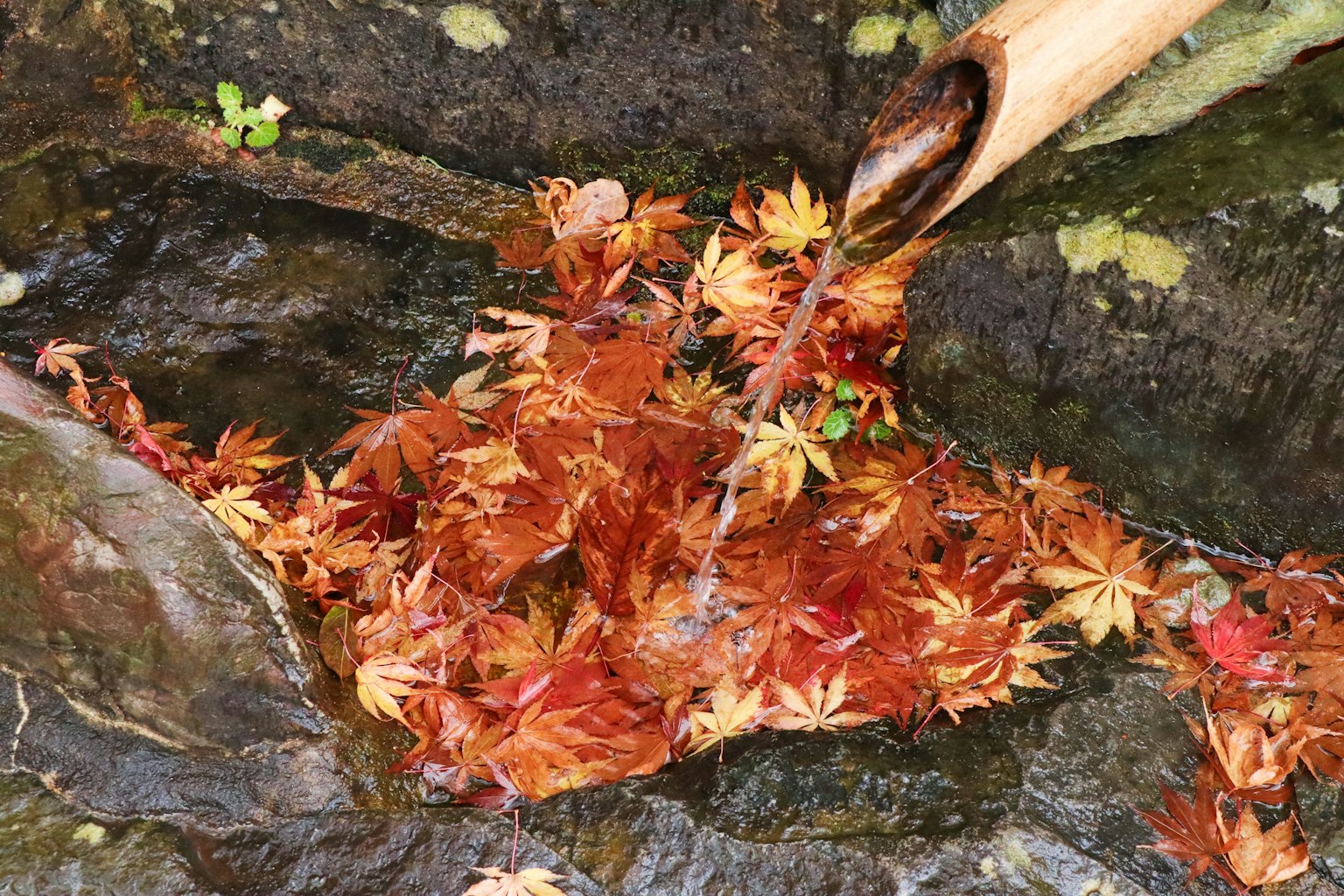 Red maple leaves floating in a stream